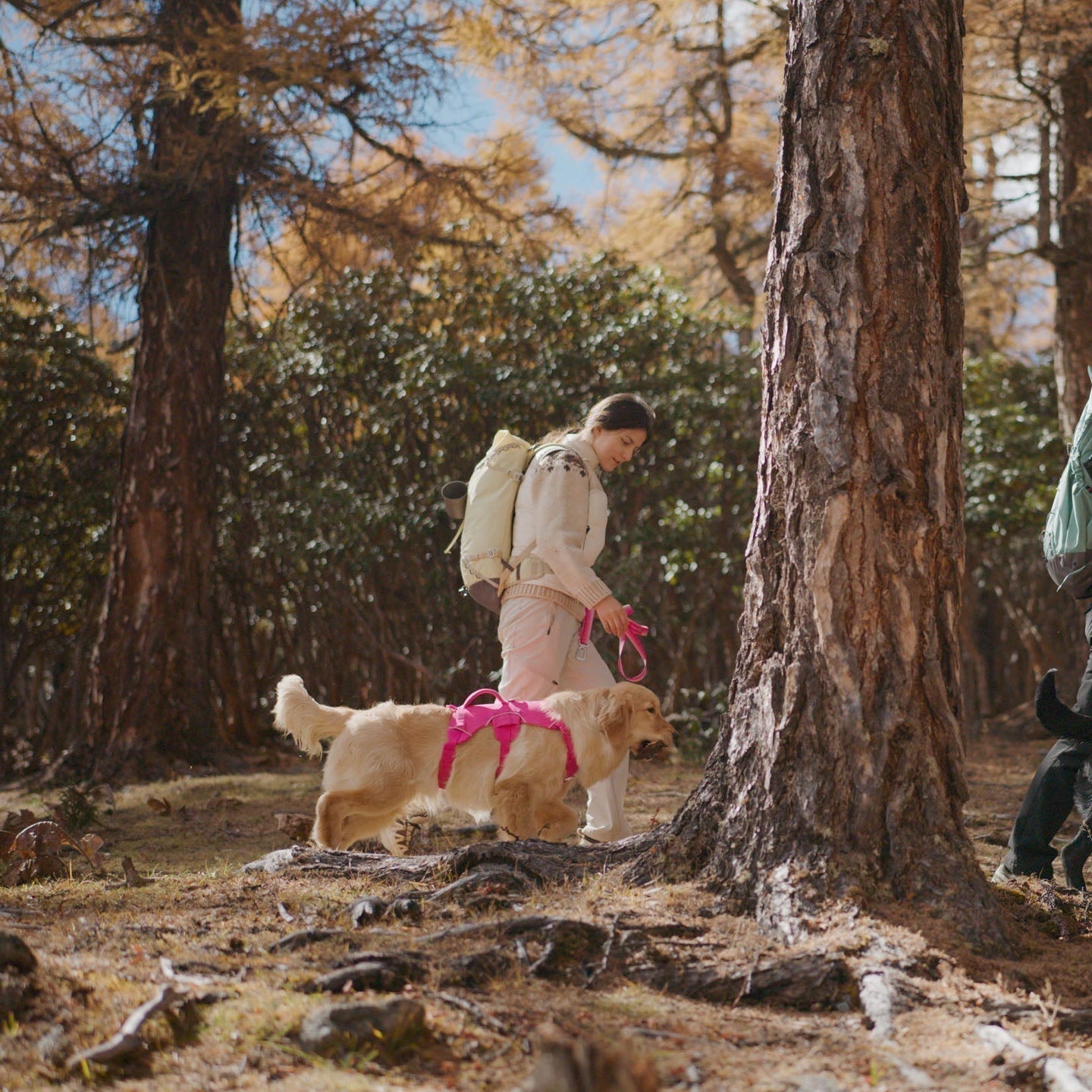 Introducing Soul and Tail: Pet Gear Made to Snap On and Go Explore