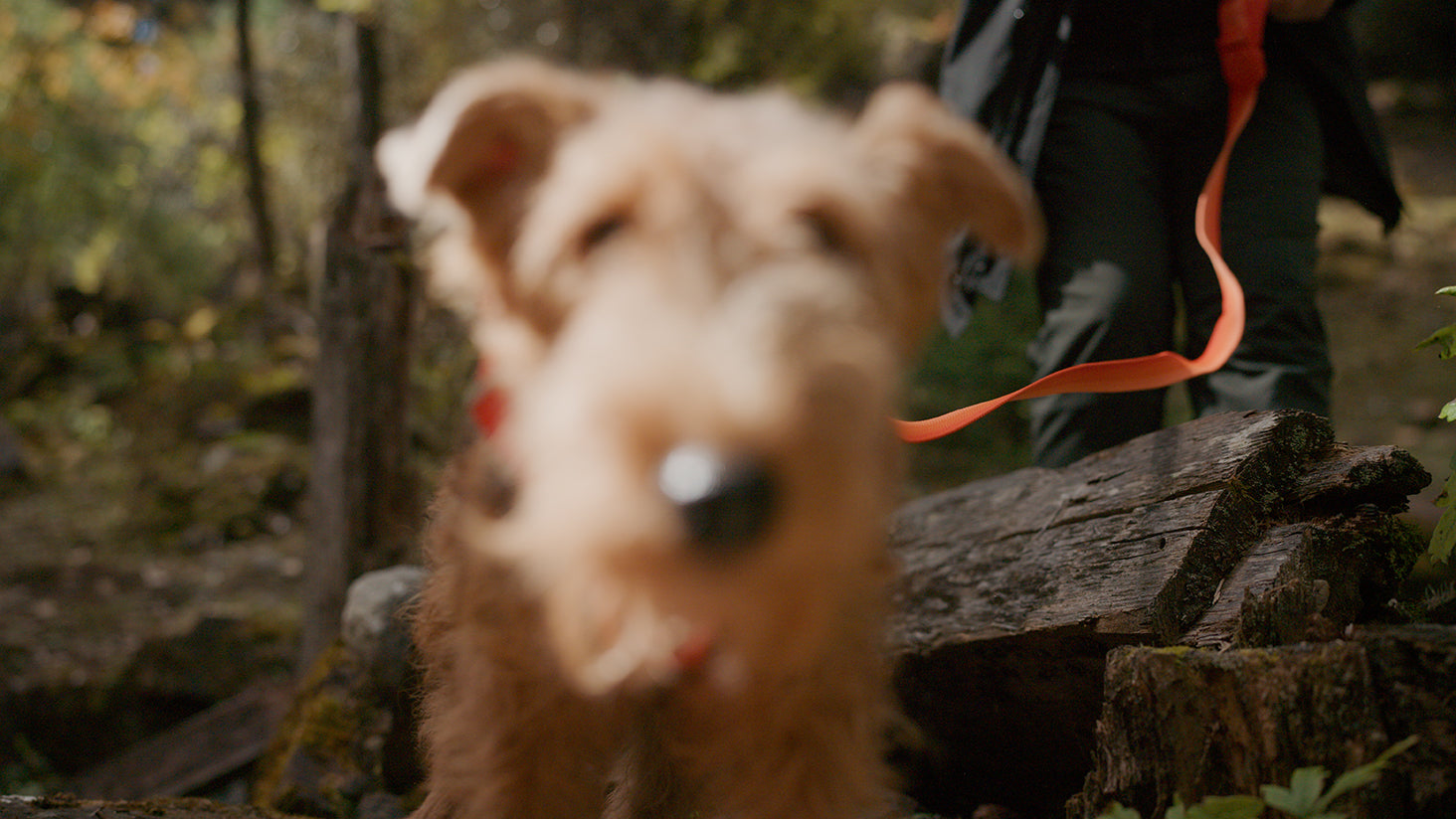 A fuzzy image of a welsh terrier with a orange daily step leash on its right, held by a person following the terrier in the back