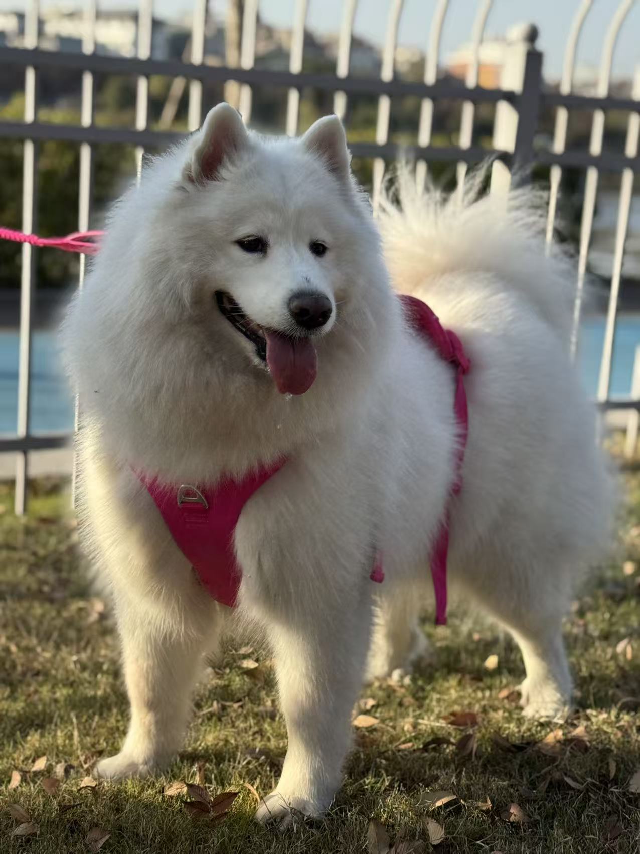White dog wearing a pink harness standing on grass with a pool and fence in the background