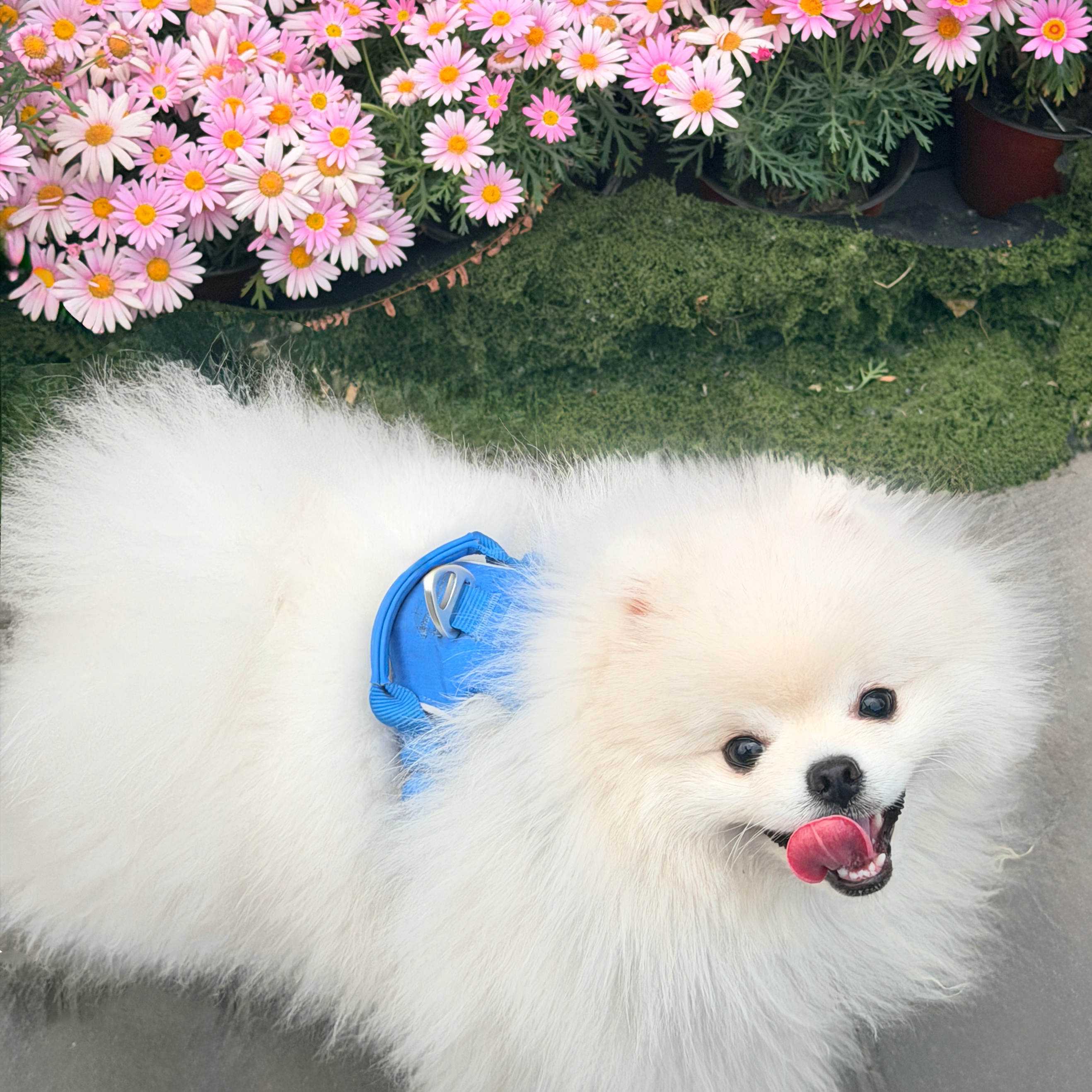 White dog wearing a blue harness staring up and look into the camera, with grass and pink flowers in the background
