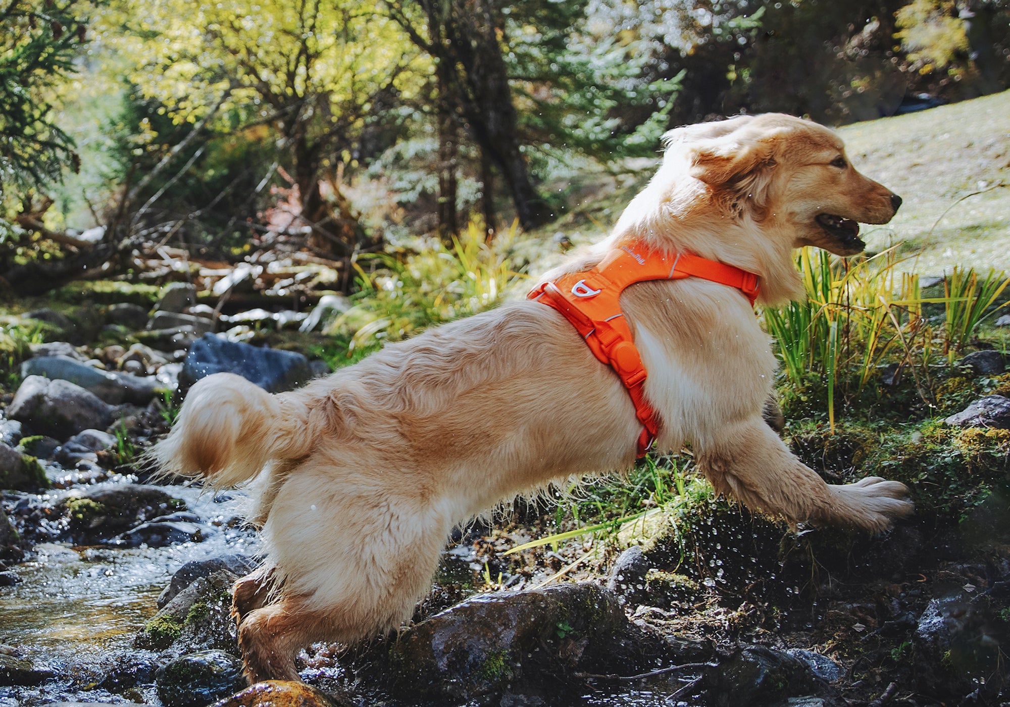 Dog wearing an orange harness running through a stream in a forest