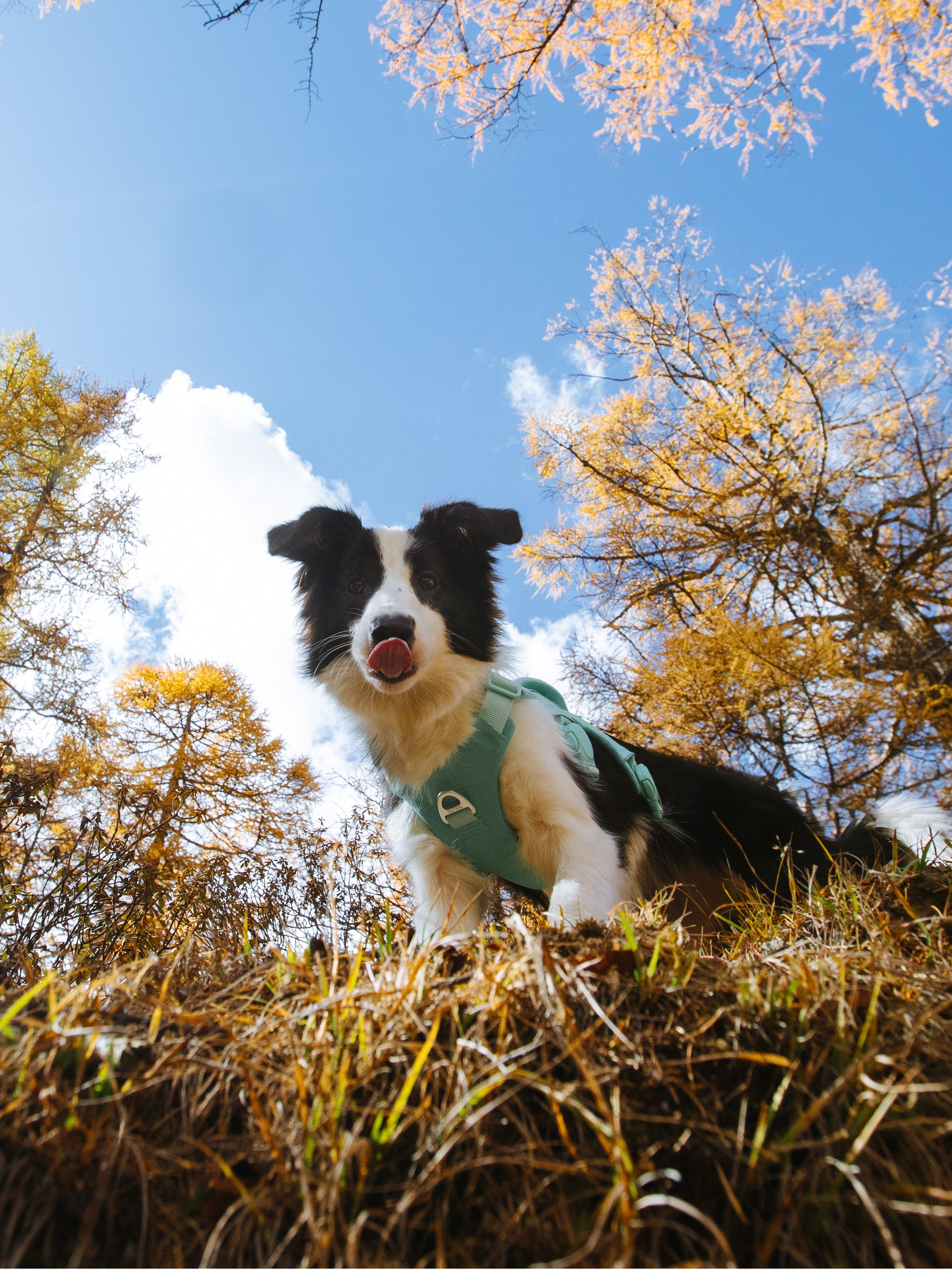 Border Collie wearing the Trail Leap Harness on an outdoor trail