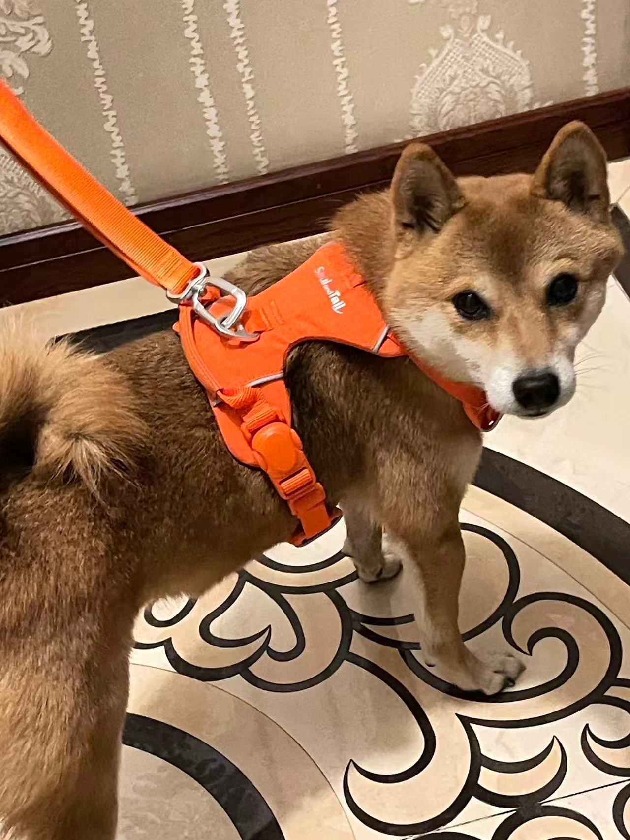 A shiba inu wearing an orange harness on a patterned floor