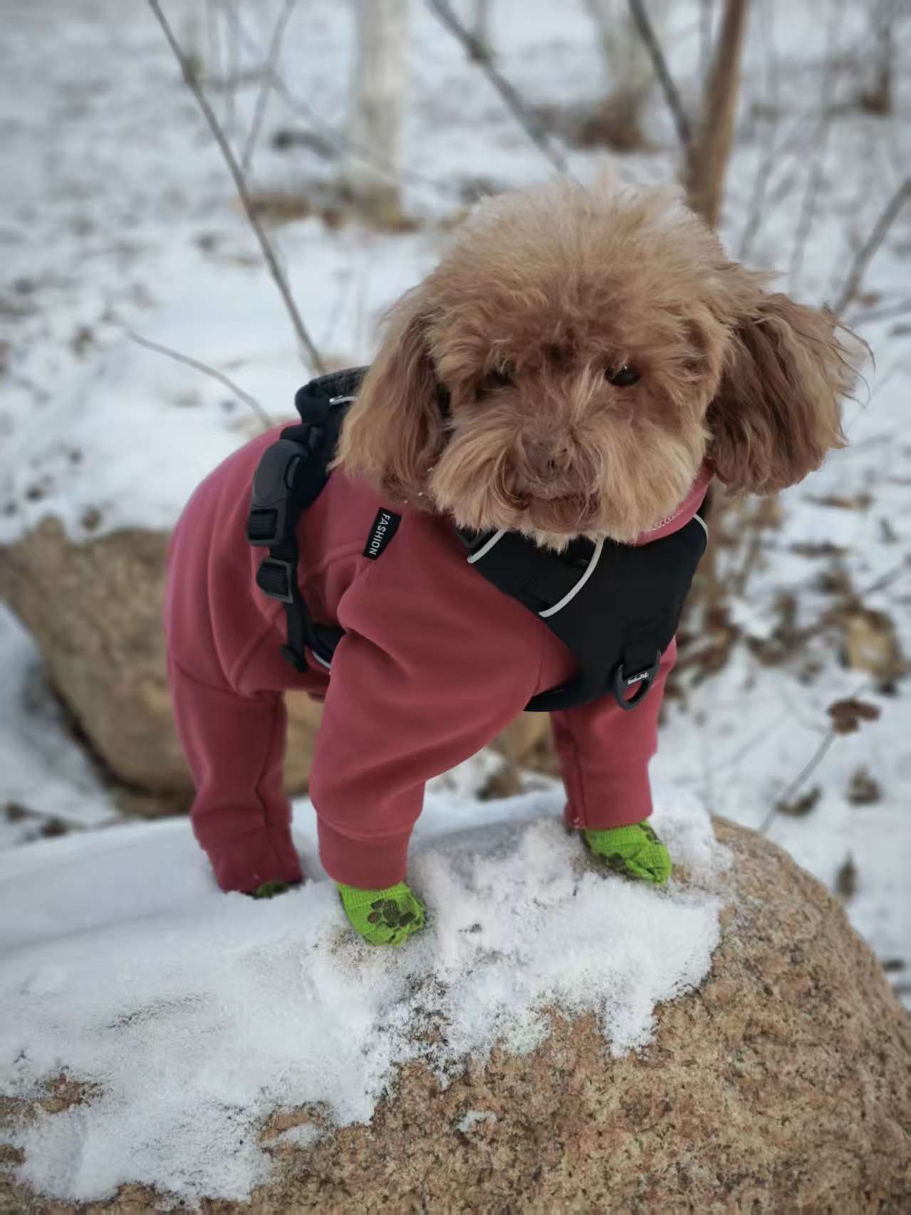 Small teddy dog in a red outfit with green gloves, wearing a black harness standing on a snowy ground.