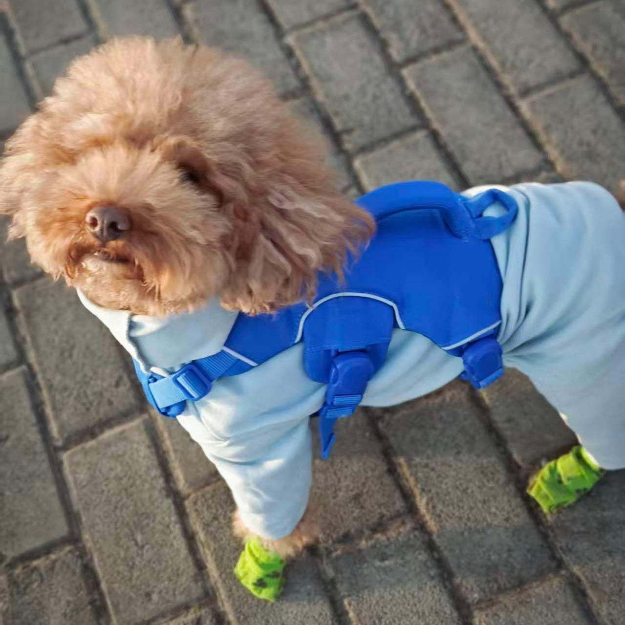 Small dog wearing a blue raincoat and green boots on a paved walkway