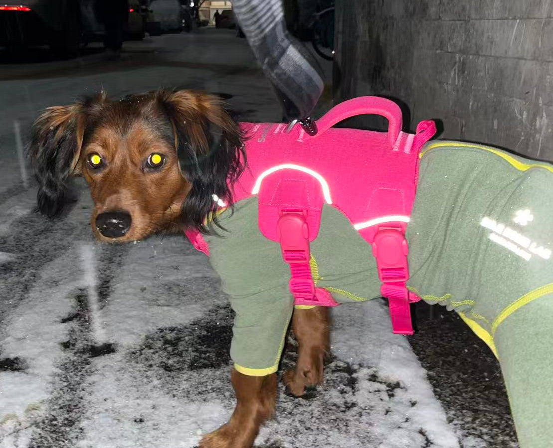 Dog wearing a pink trail leap harness and green pants in a snowy area