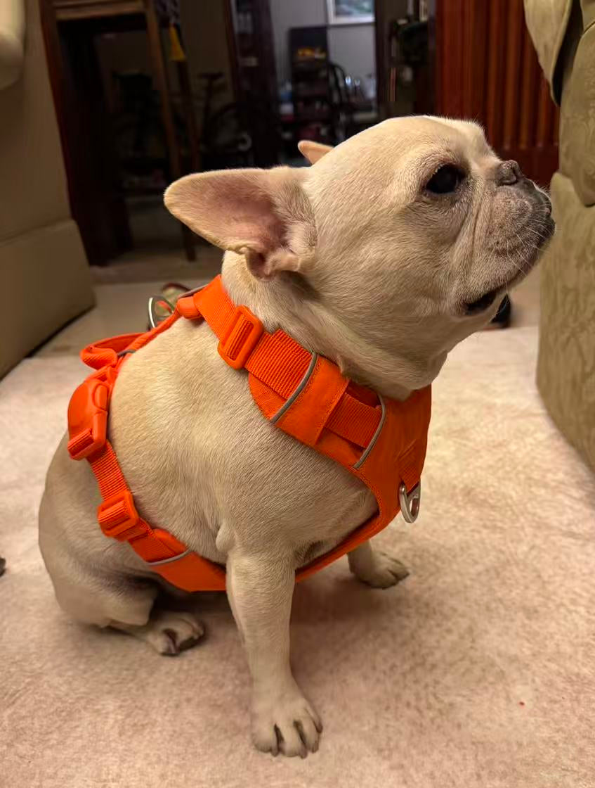 A french bull dog wearing an orange harness indoors on a carpeted floor.