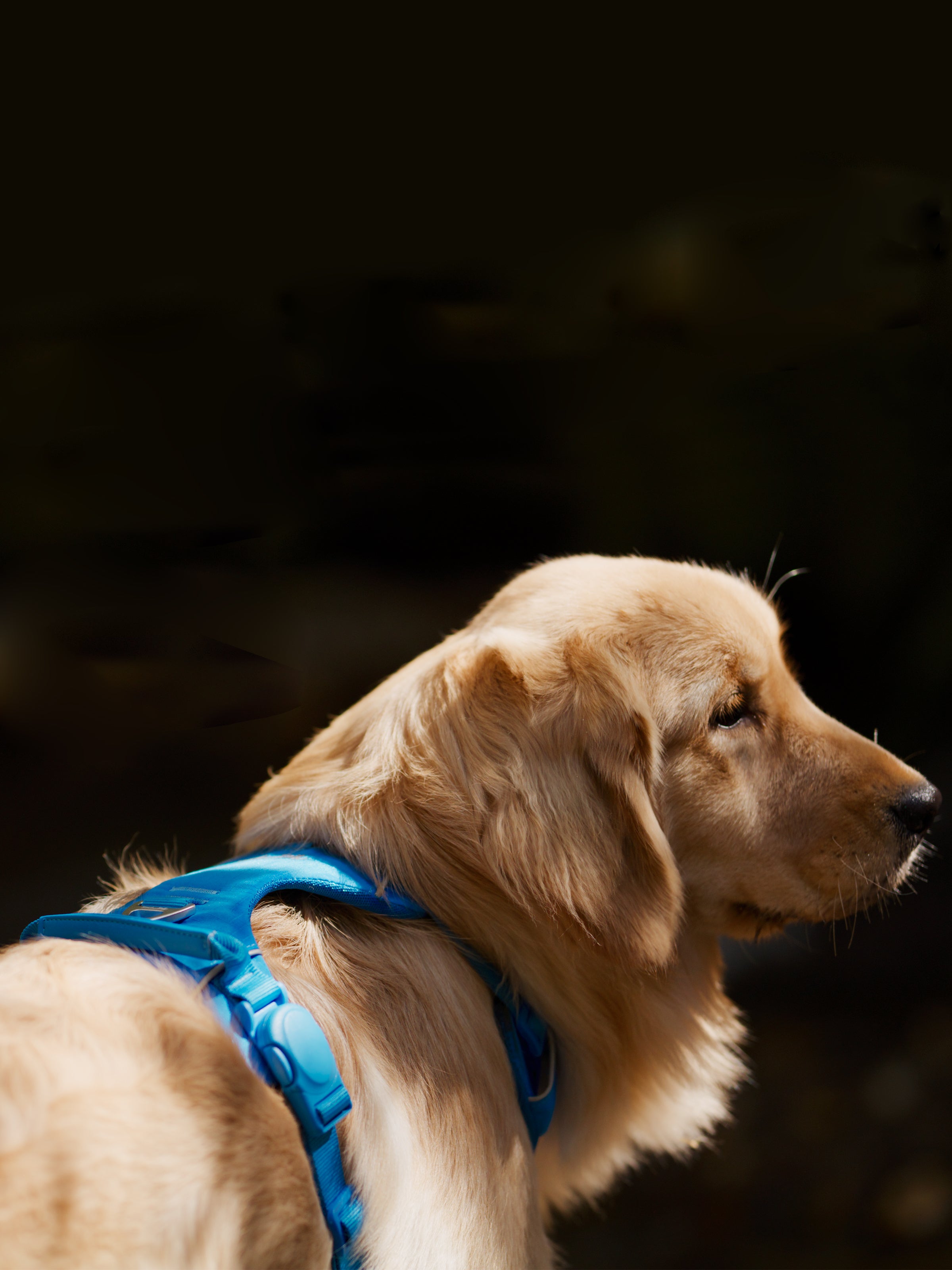 Dog wearing a blue harness in a dark setting