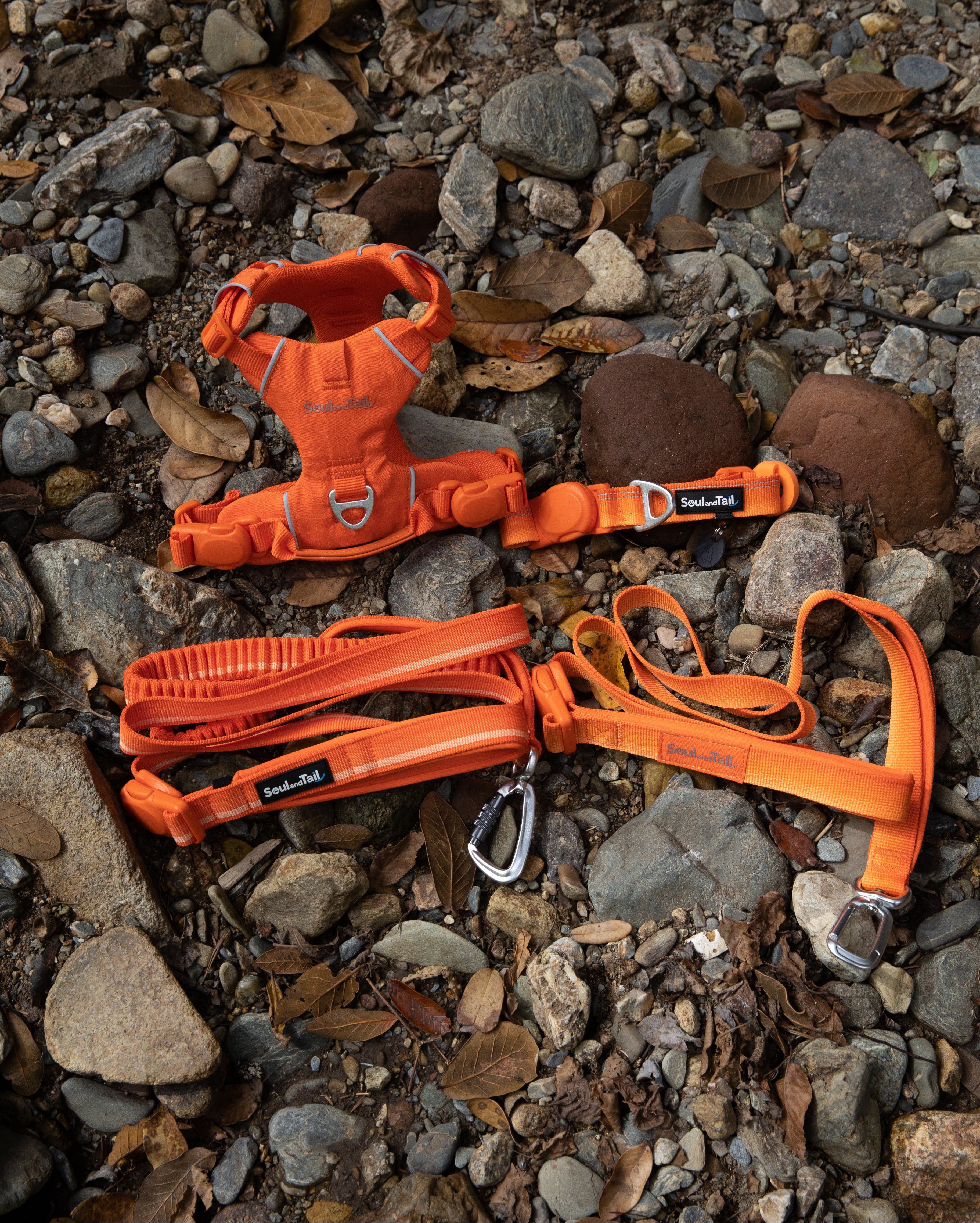 Orange dog harness and leash set on a rocky ground
