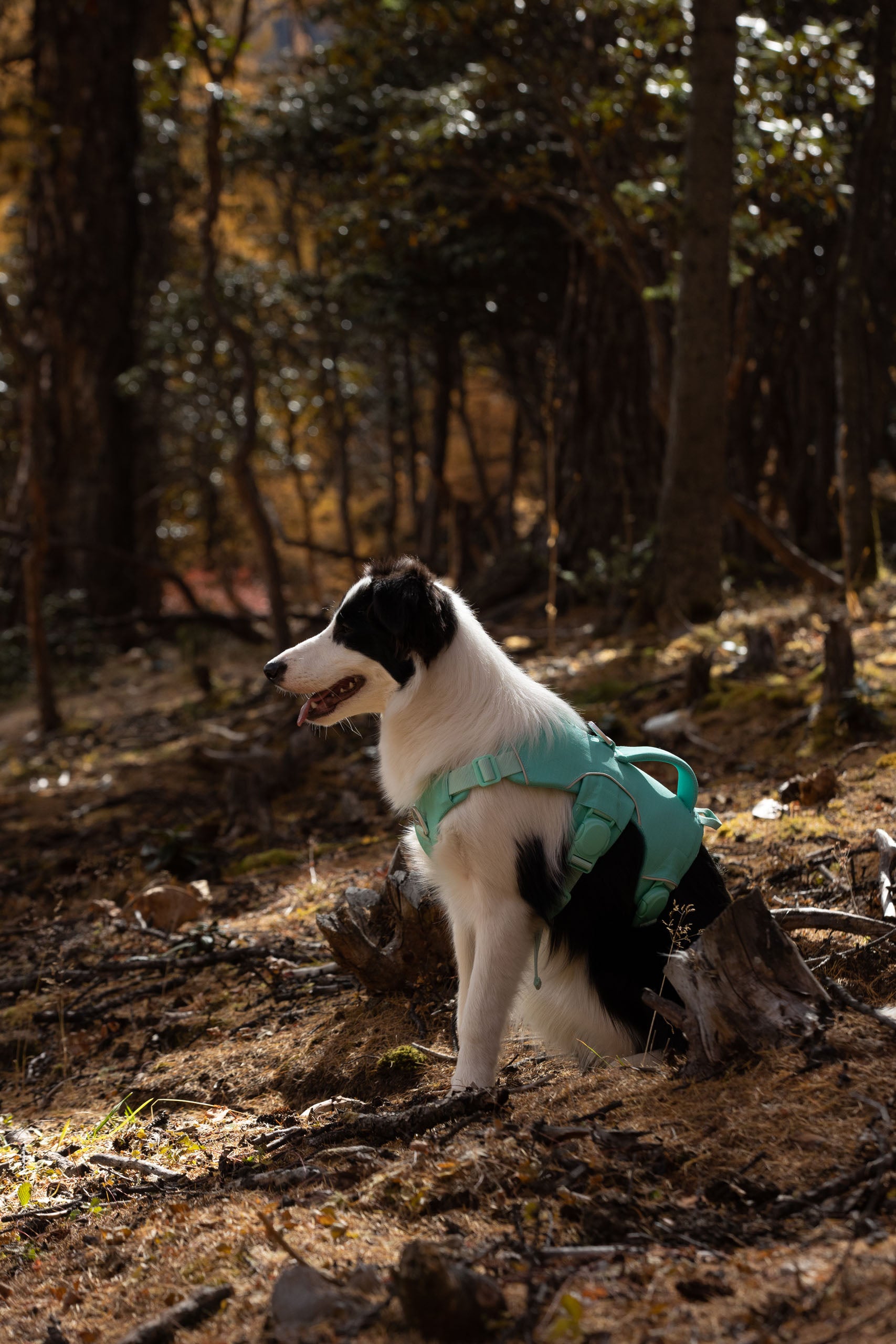 A border collie wearing a green harness in a forest setting