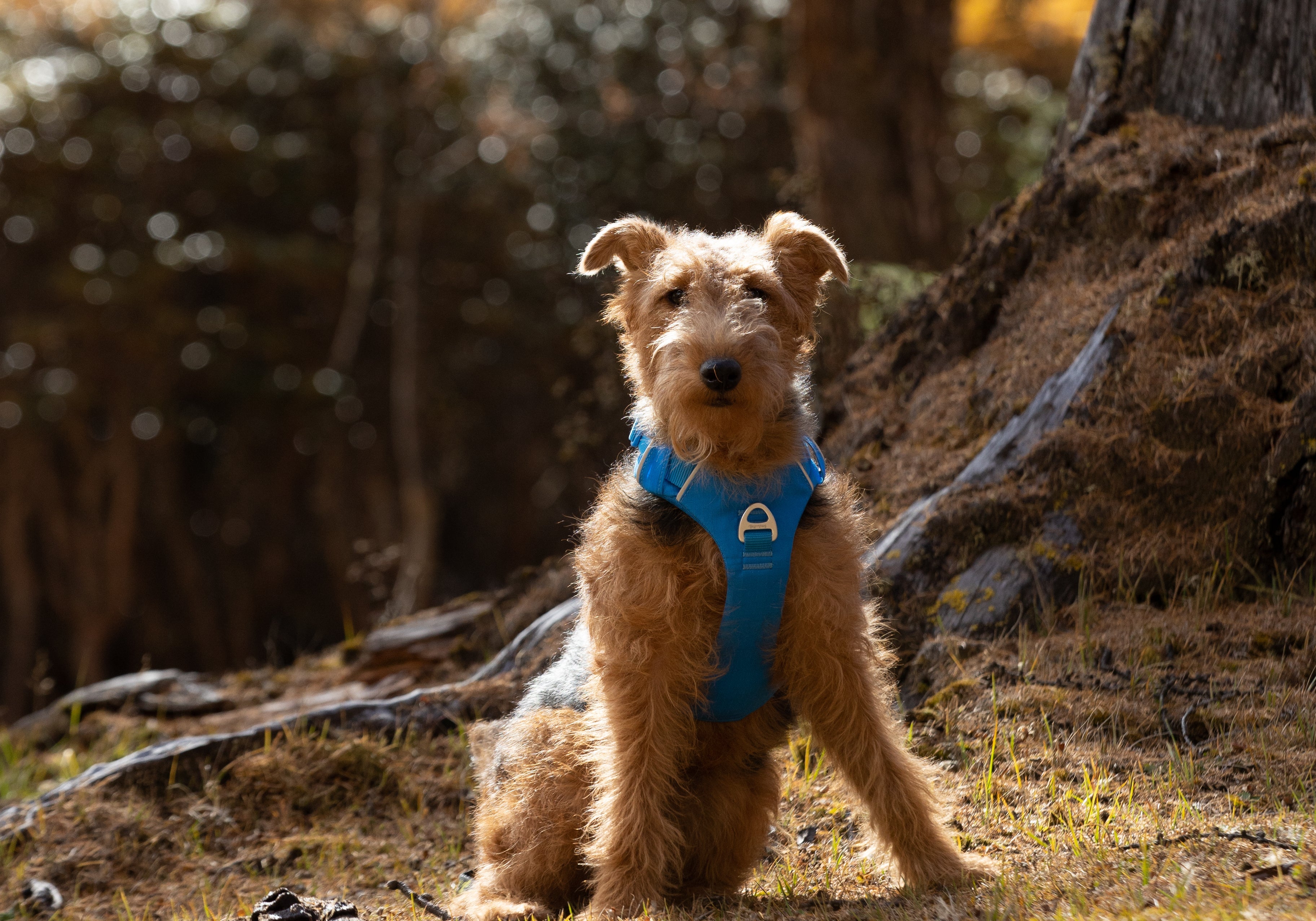 A welsh terrir wearing a blue harness in a forest setting