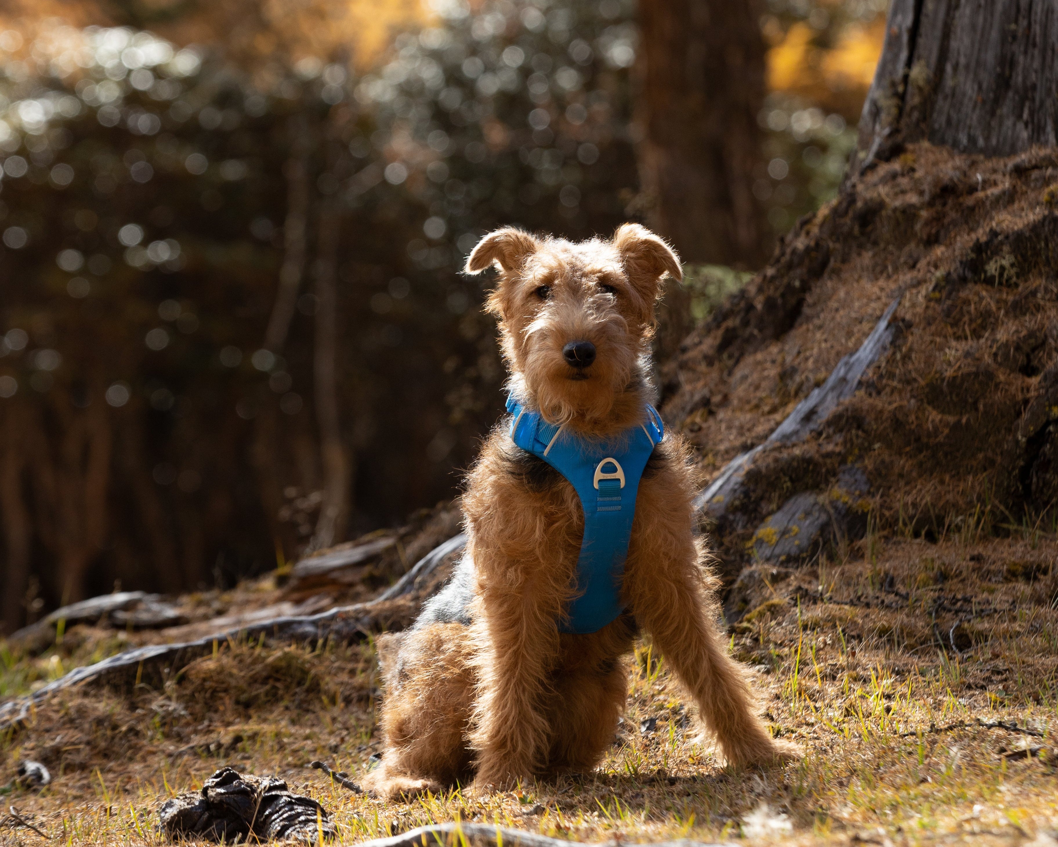 A welsh terrir wearing a blue harness in a forest setting