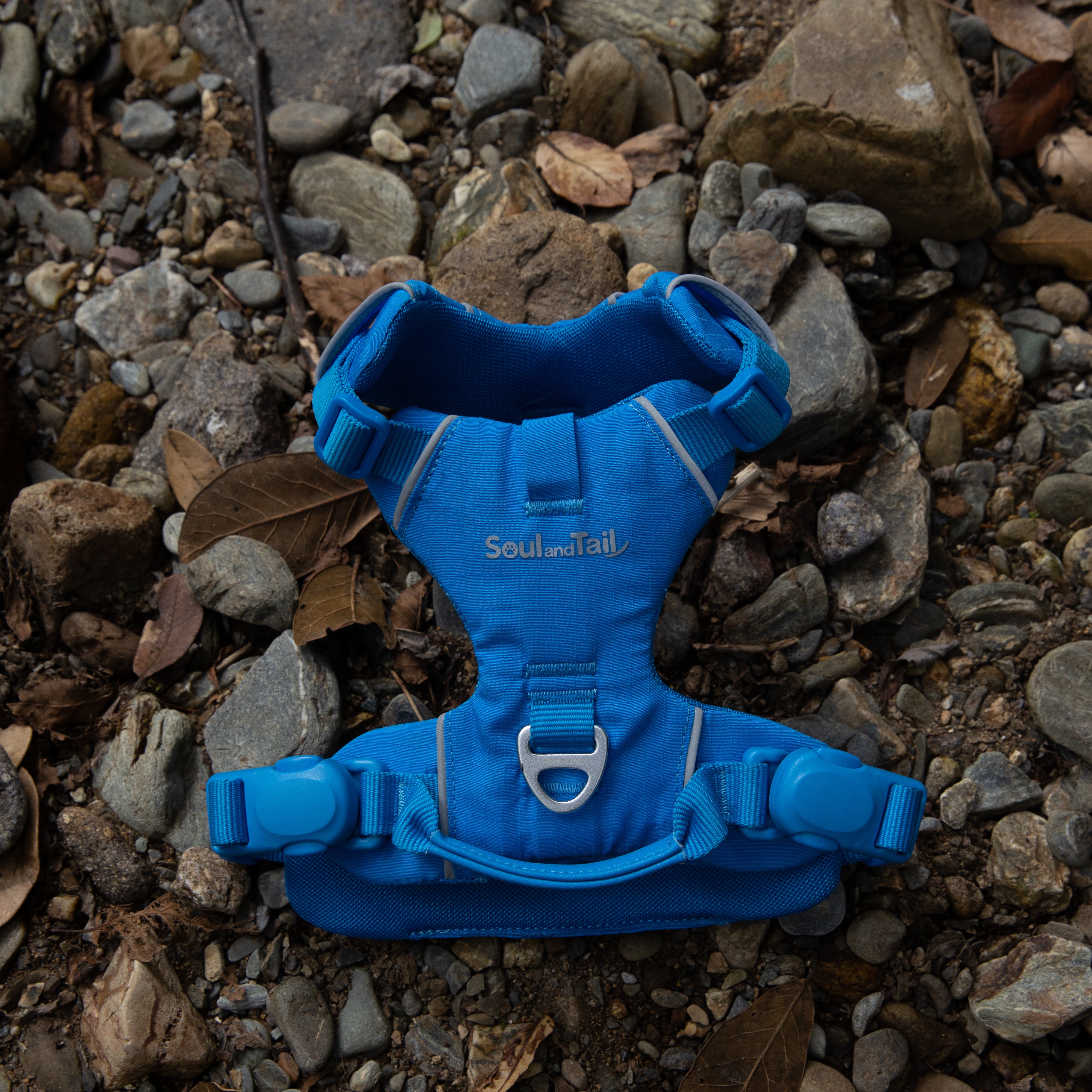 Blue dog harness on a rocky ground