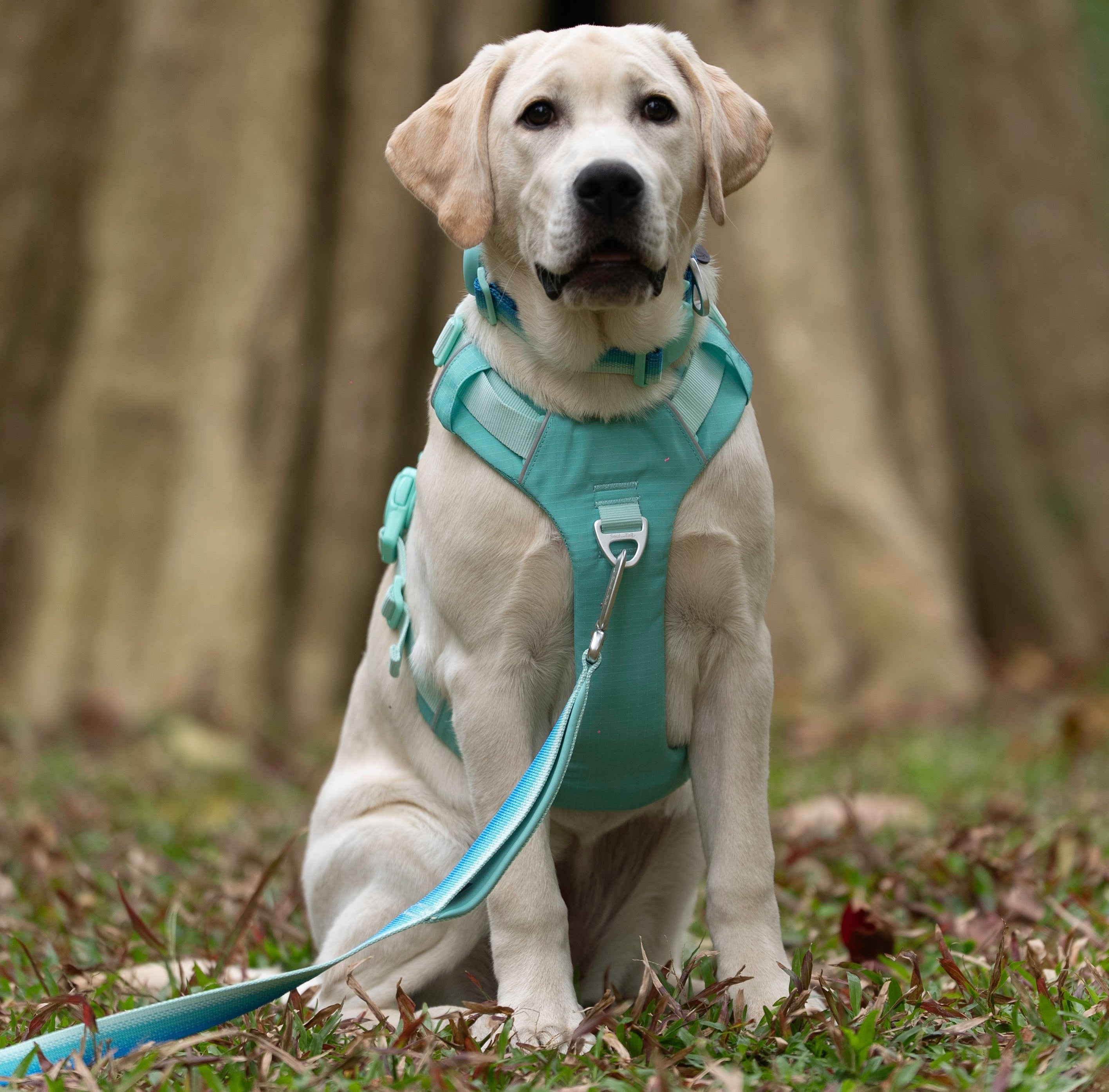 Dog wearing a green harness sitting on grass with trees in the background