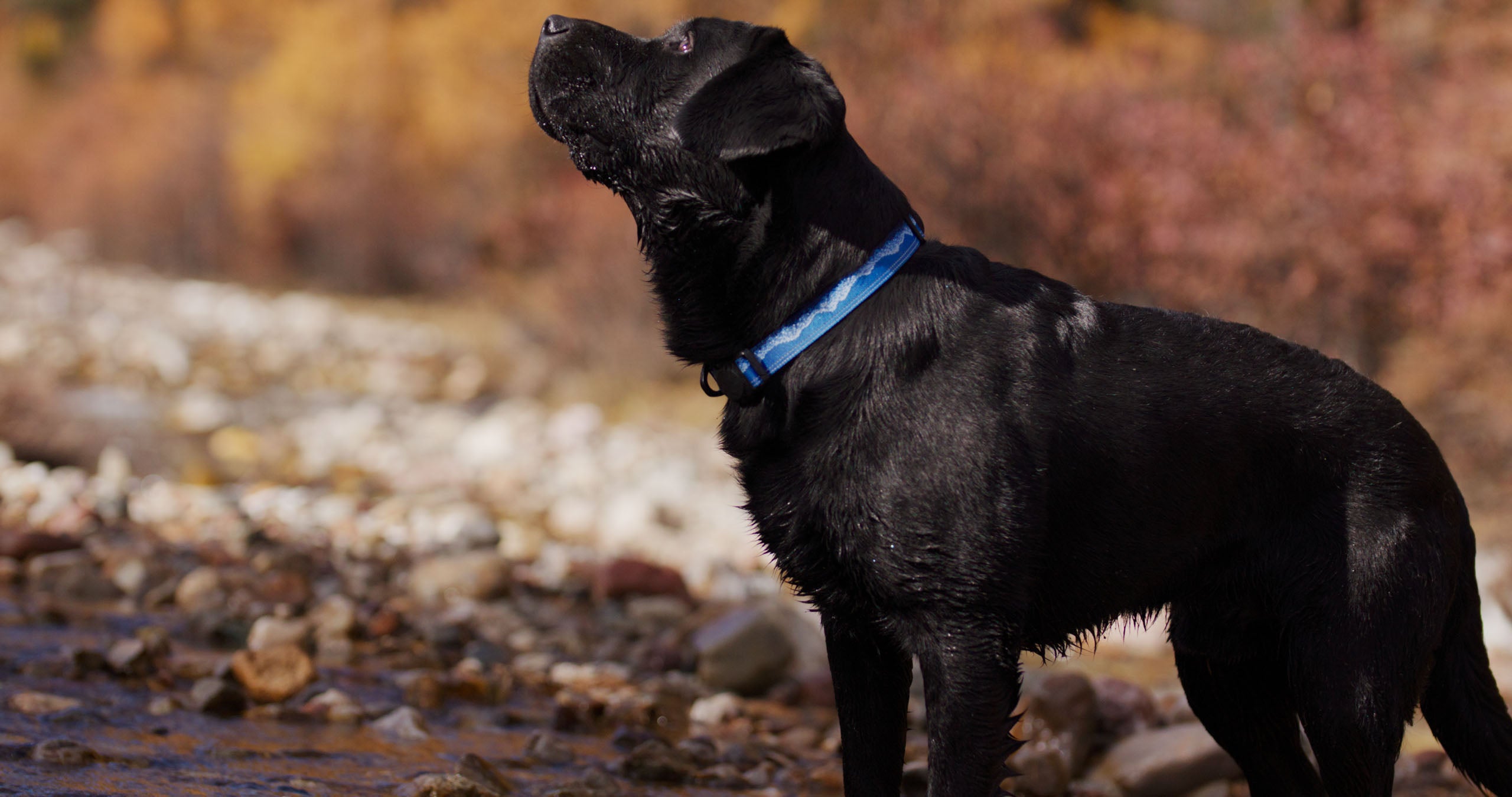 Black dog with a blue collar standing on a rocky shoreline with foliage in the background