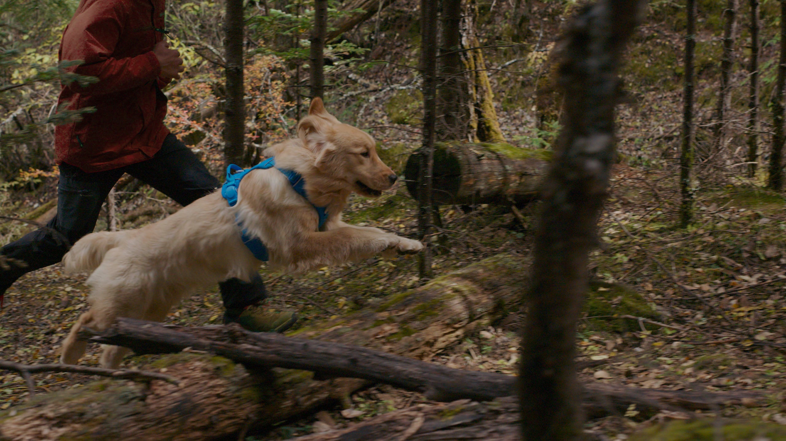 Dog running through a forest with a person running beside it in the background
