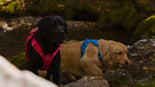Two dogs, one black and one brown, wearing harnesses in a forest setting.