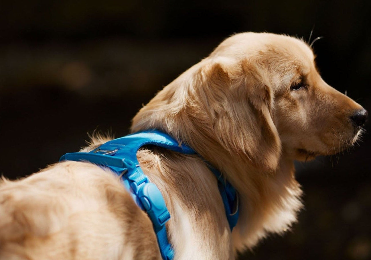 Dog wearing a blue harness with a dark background