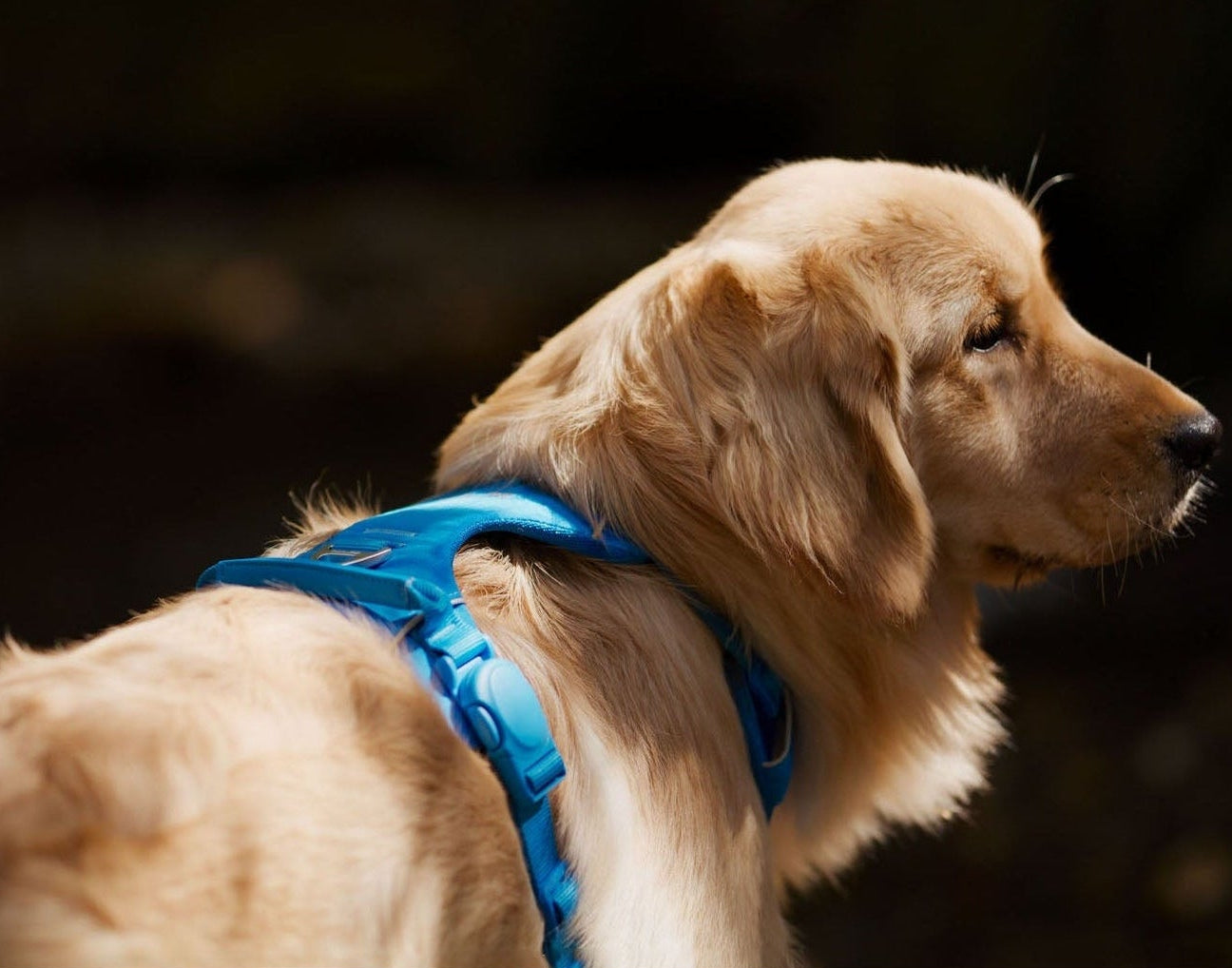 Dog wearing a blue harness with a dark background