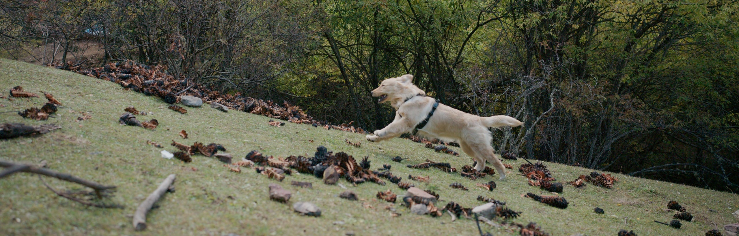 Dog running on a grassy hill with pinecone scattered around