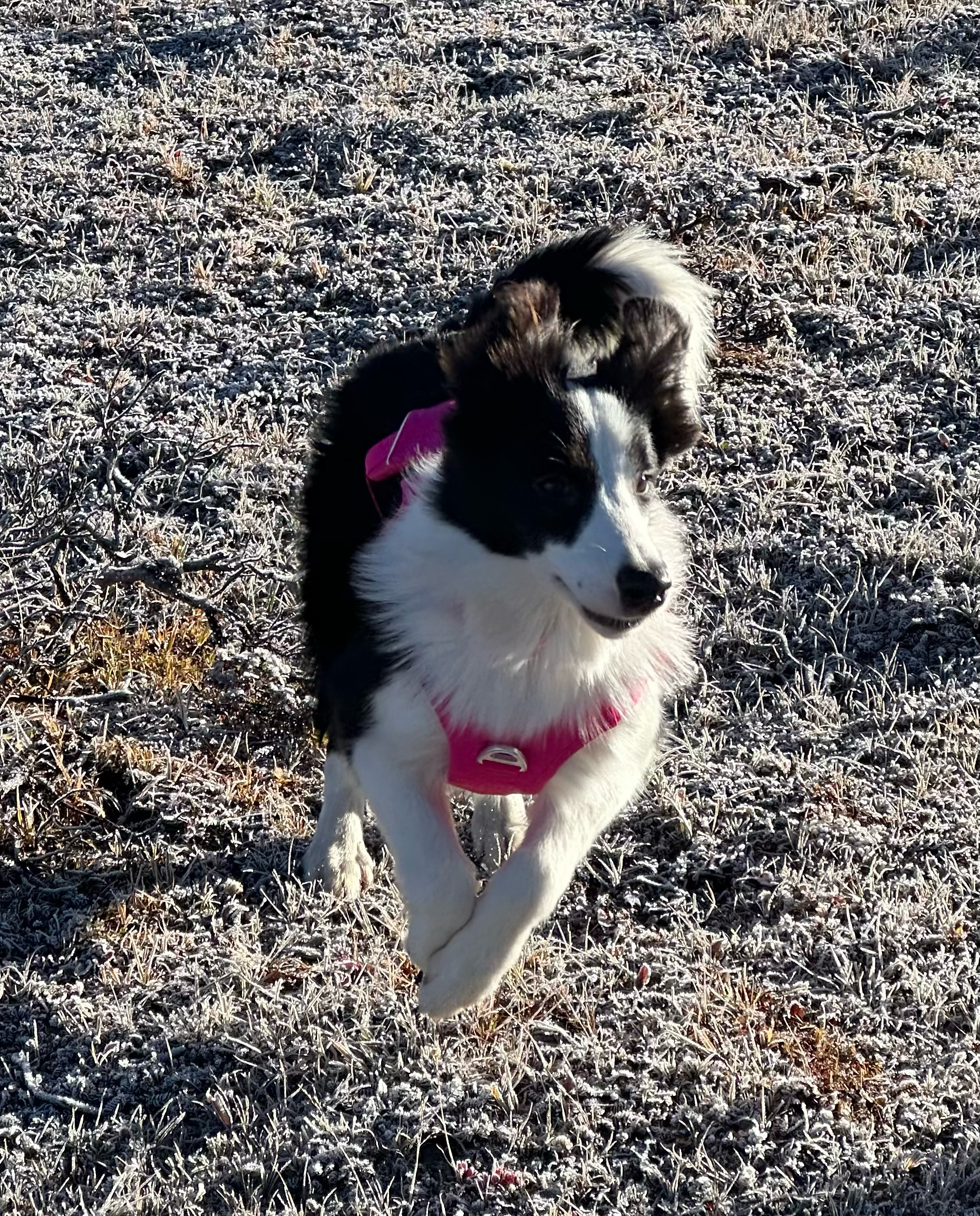 A border collie wearing a pink harness running on a frosty ground