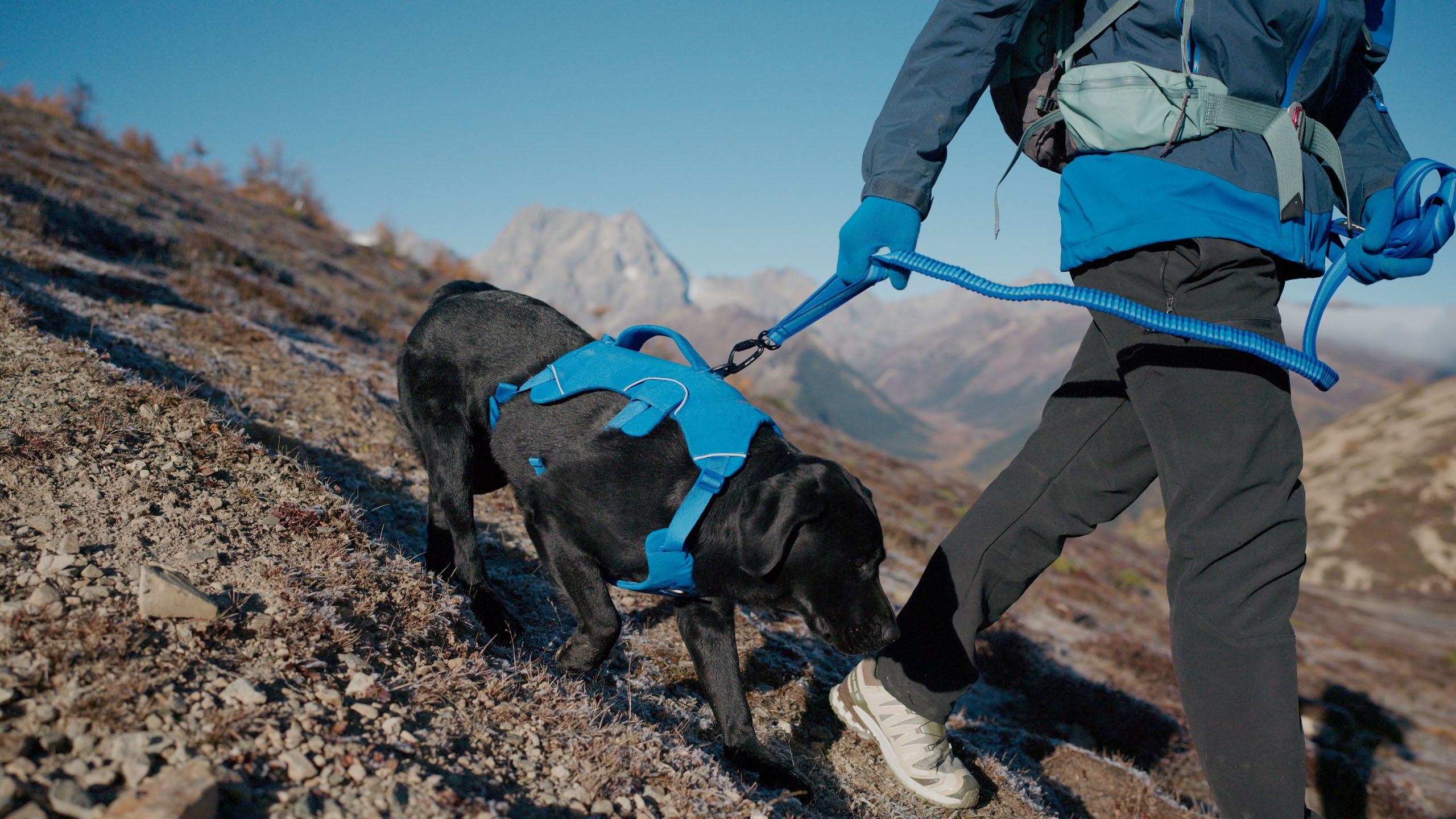 Person walking a black dog on a mountain trail with blue harness and leash