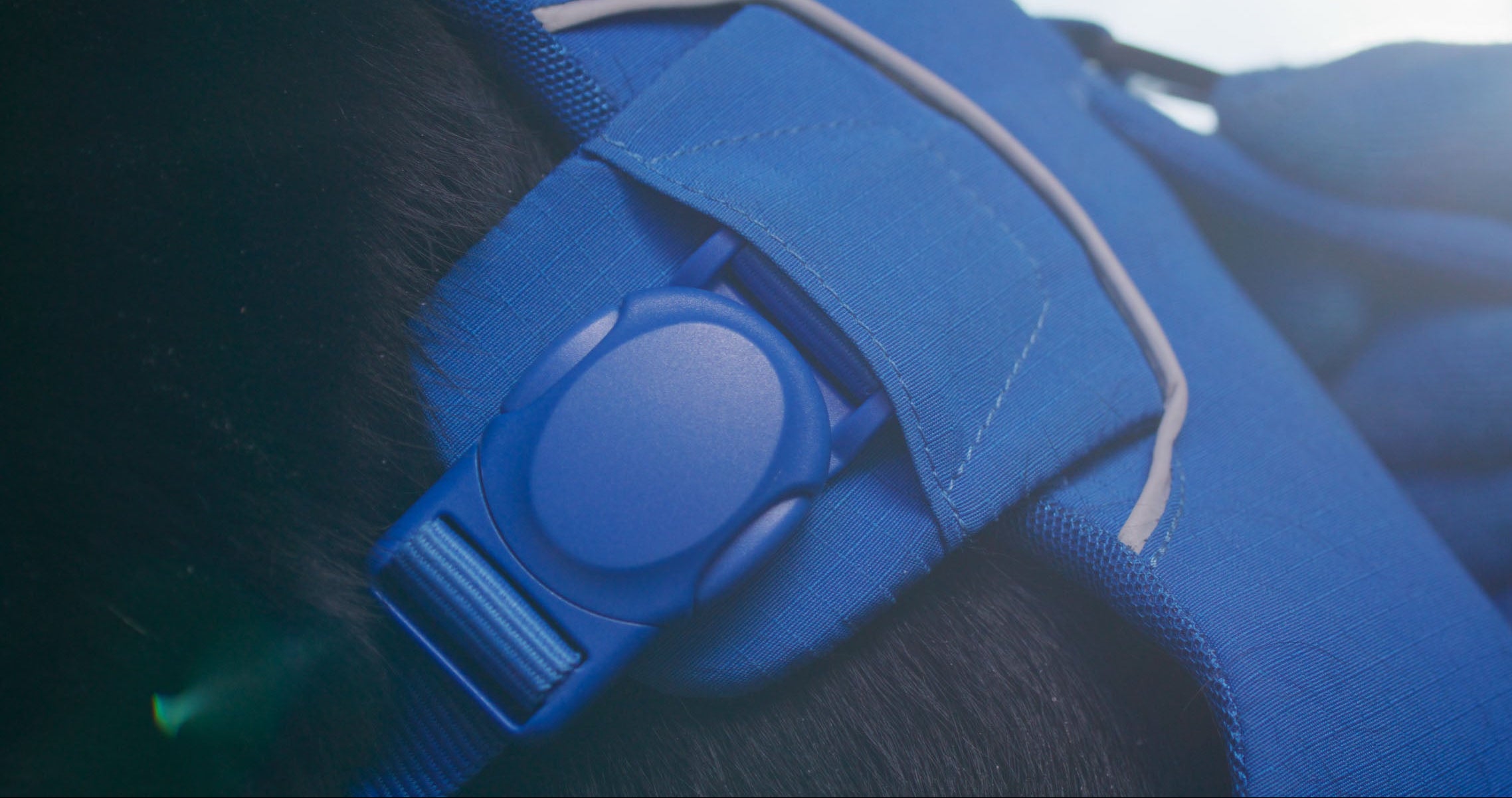 Close-up of a blue magnetic buckle of the trail leap harness.