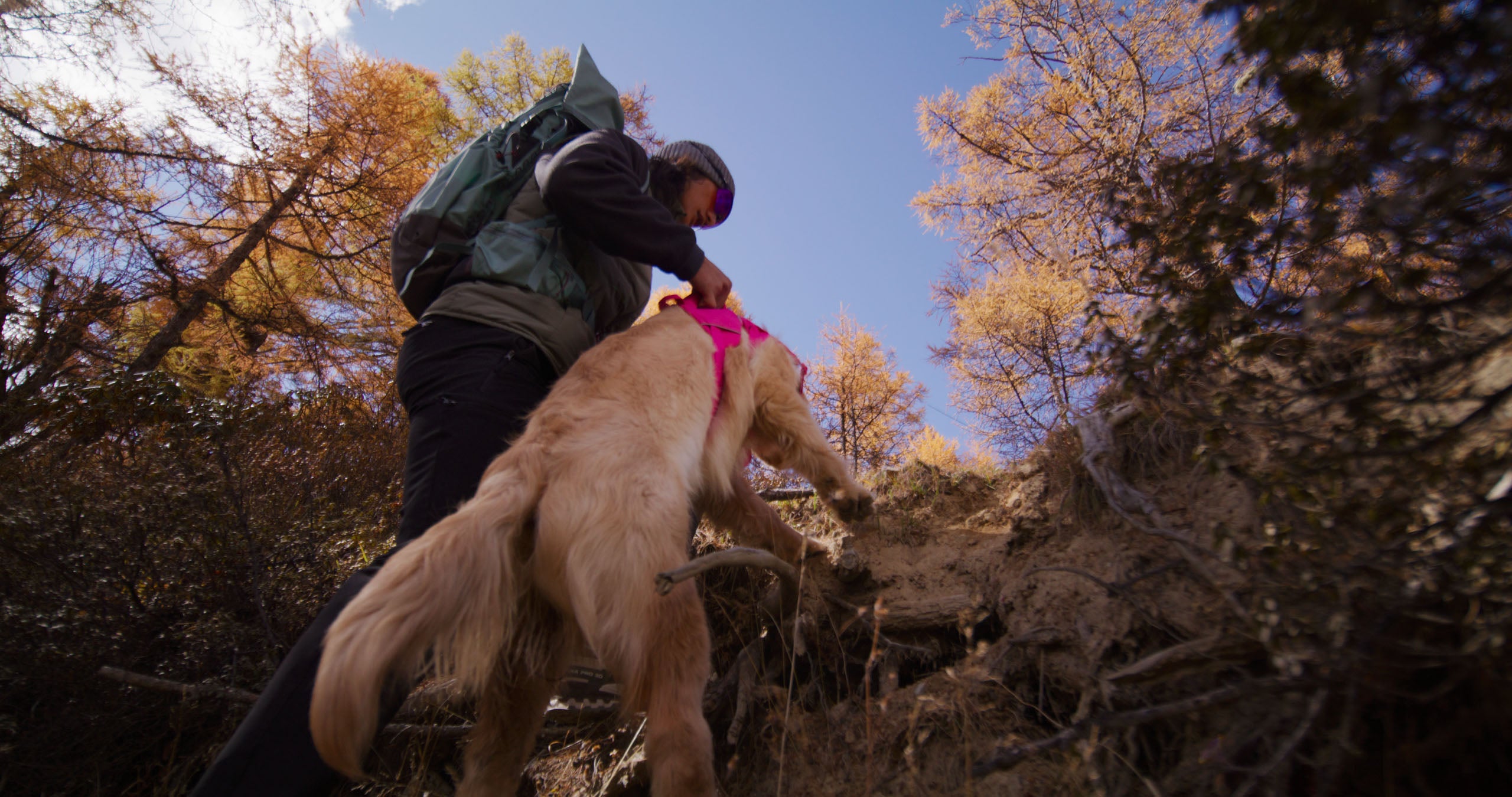 Person hiking with a dog in a forest during autumn, grabbing the handle of the trail leap harness to help the dog climb up a rocky terrain