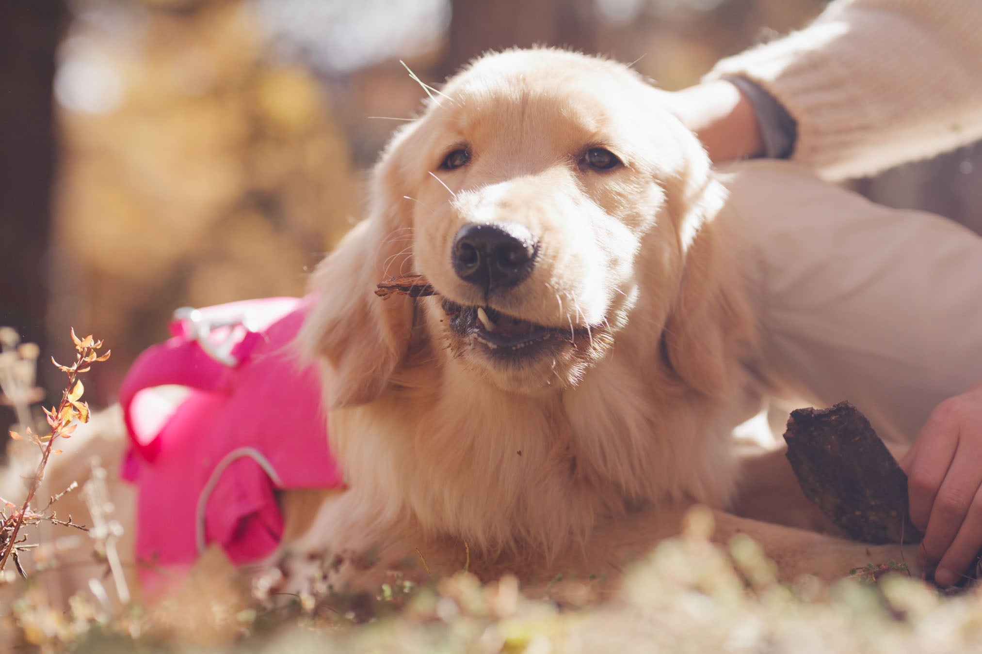 Golden retriever dog being petted by a person in an outdoor setting with blurred background