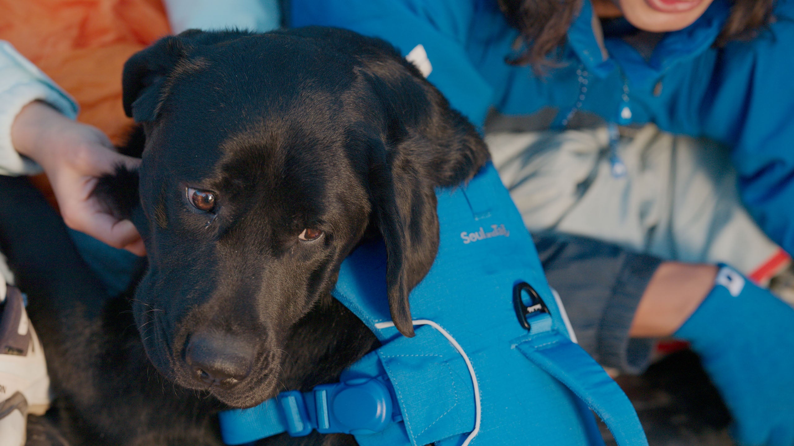 Black dog wearing a blue dog harness with people in the background