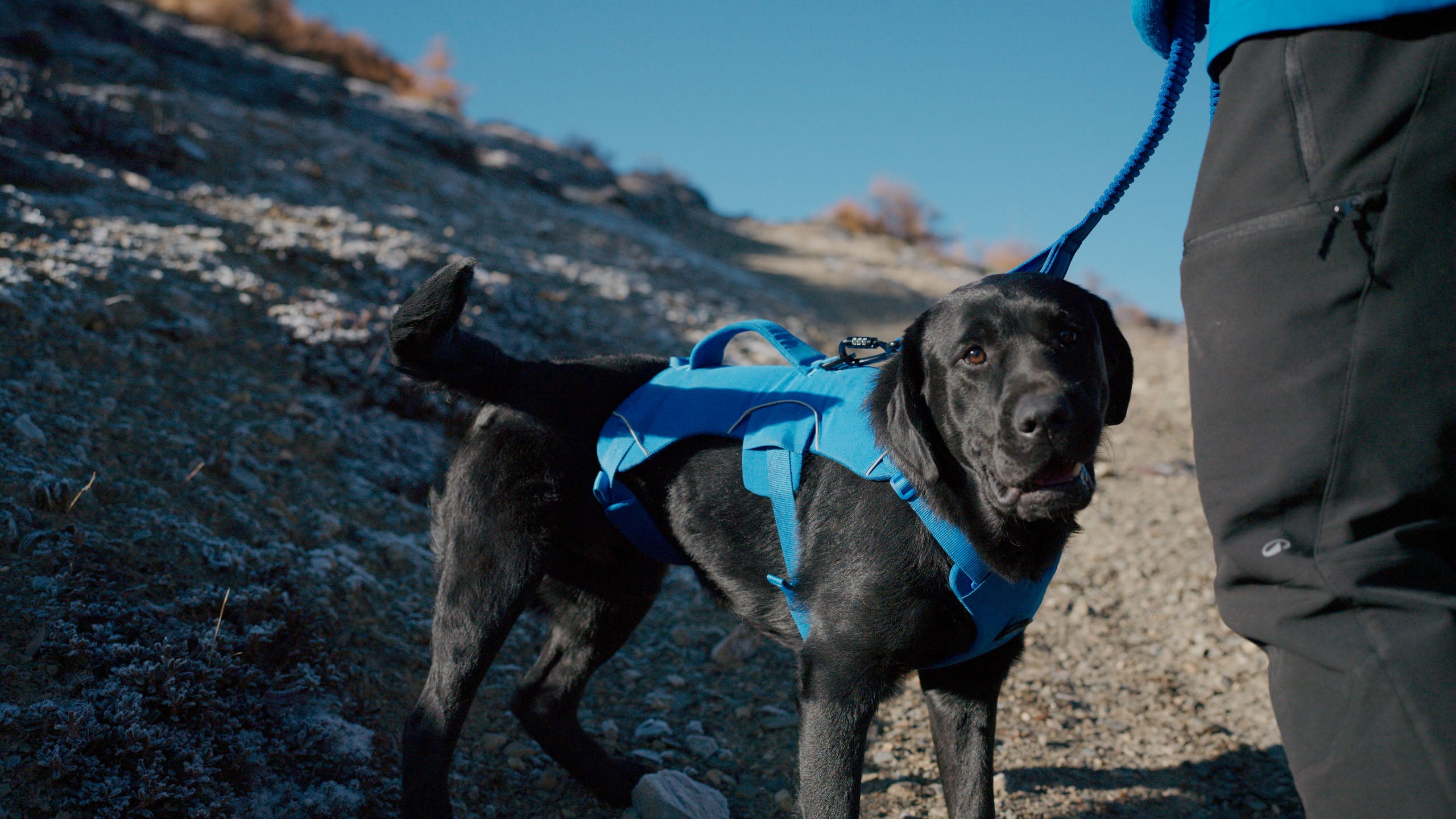 Black dog wearing a blue harness on a leash, standing on a rocky trail.
