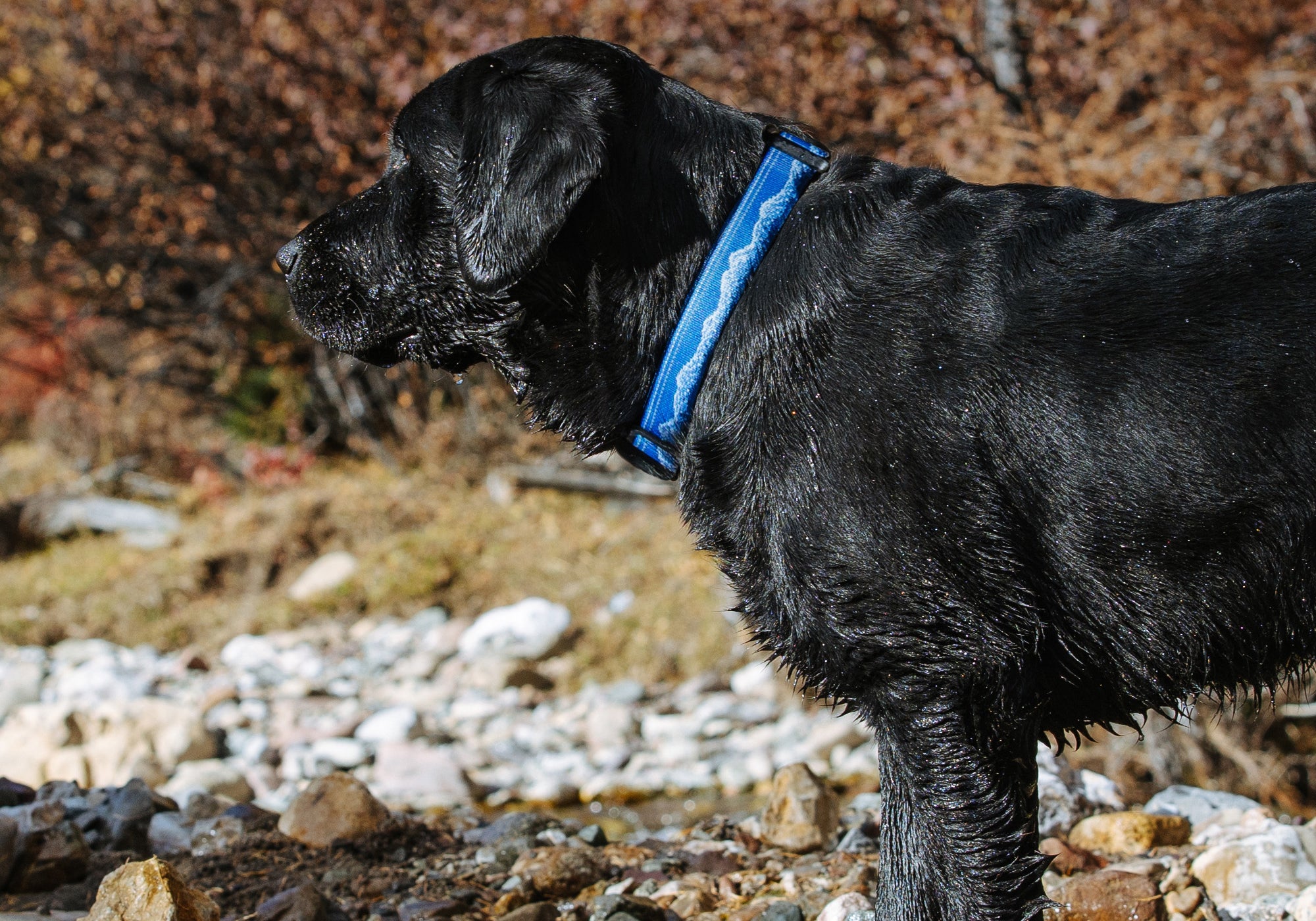 Black dog with a frosted peak patterned dog collar standing on a rocky shoreline.