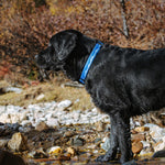 Black dog with a frosted peak patterned dog collar standing on a rocky shoreline.