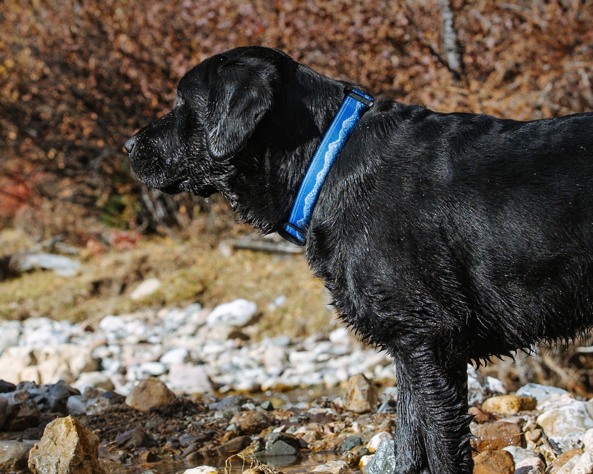 Black dog with a frosted peak patterned dog collar standing on a rocky shoreline.