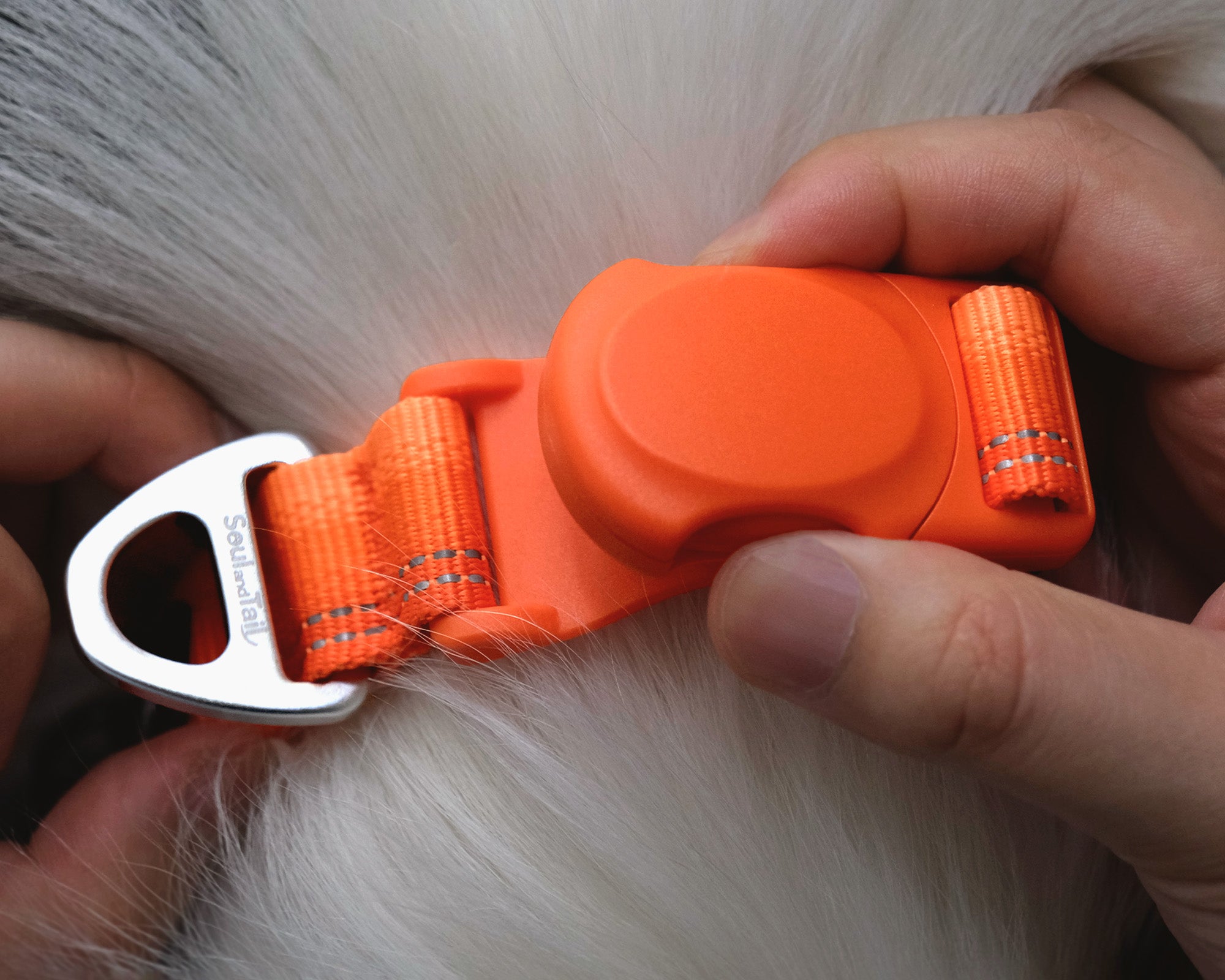 Orange dog collar with an orange magnetic buckle being snapped on a white dog.