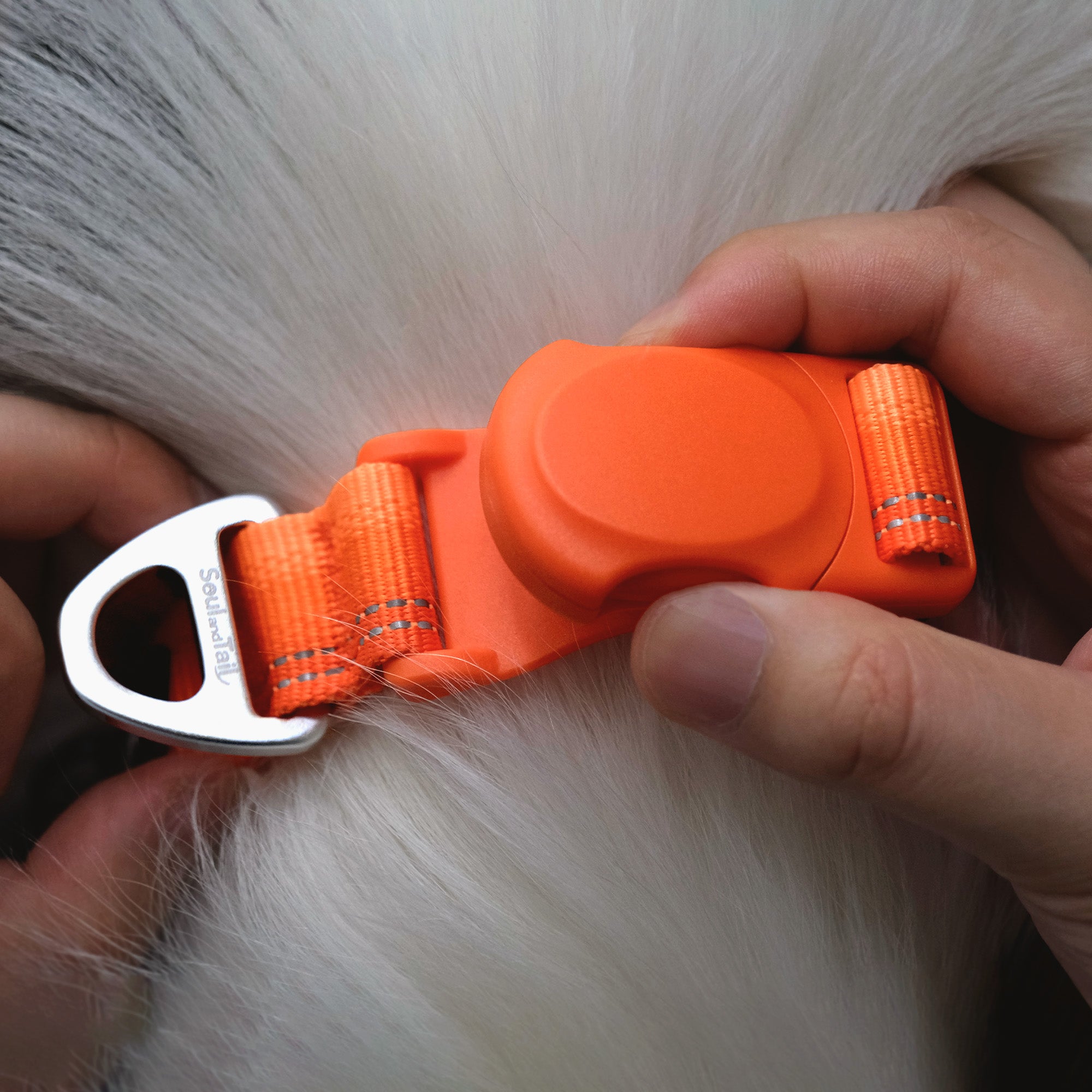 Orange dog collar with an orange magnetic buckle being snapped on a white dog.