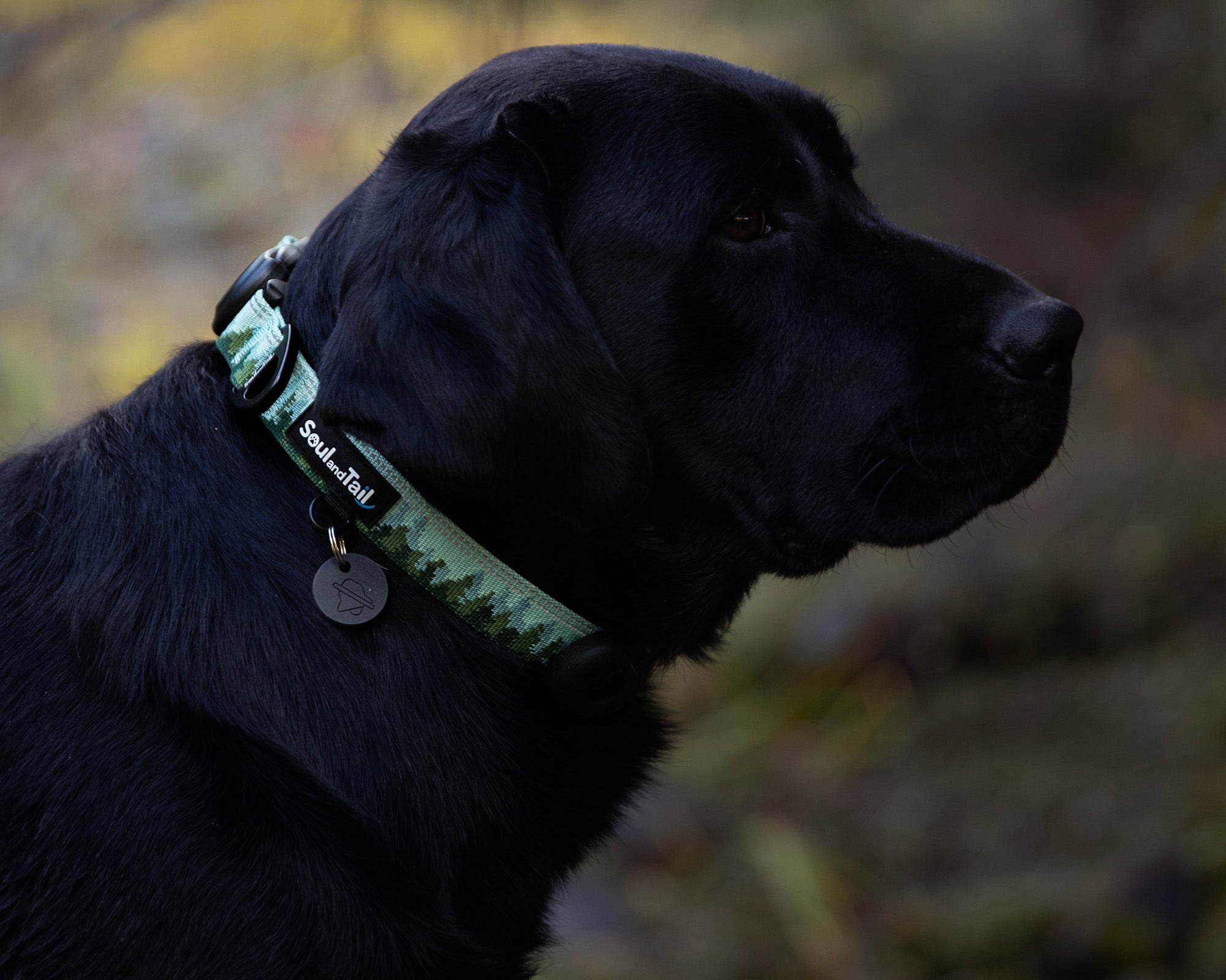 Black dog wearing a green forest patterned collar with a blurred natural background