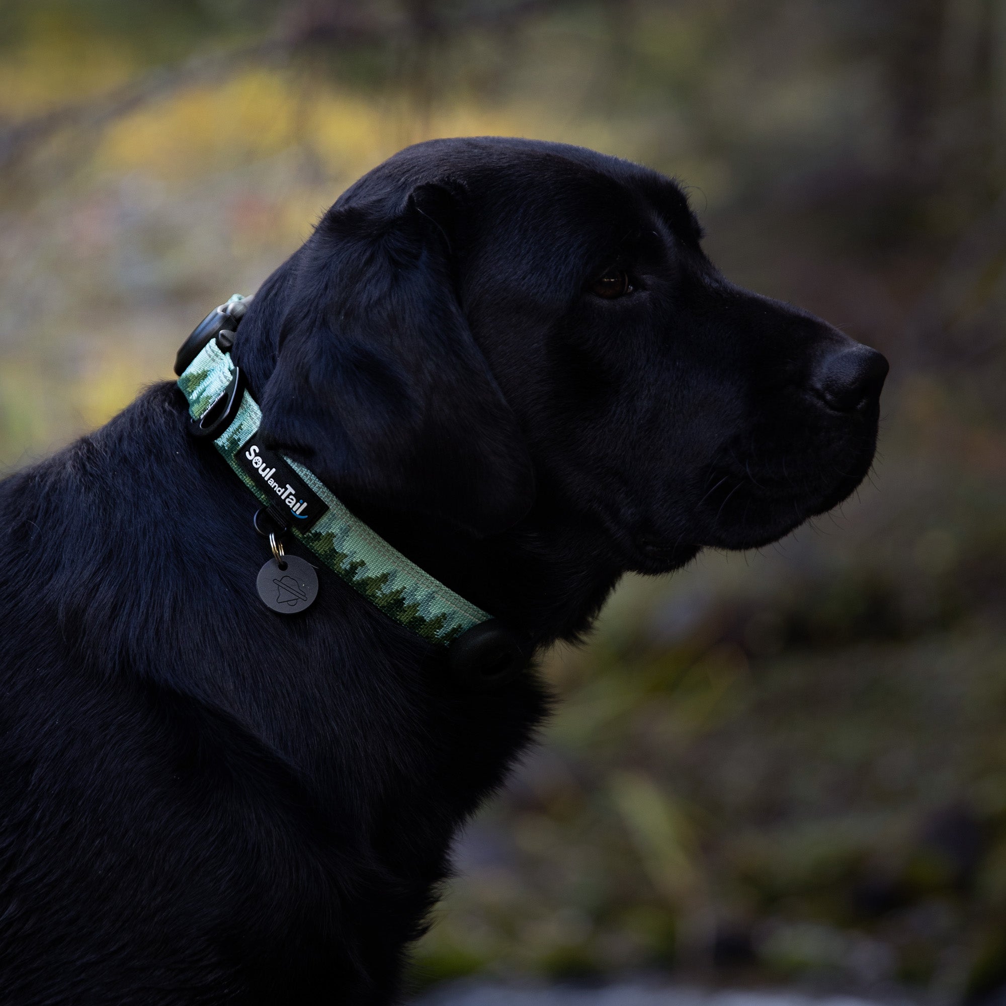 Black dog wearing a green forest patterned collar with a blurred natural background