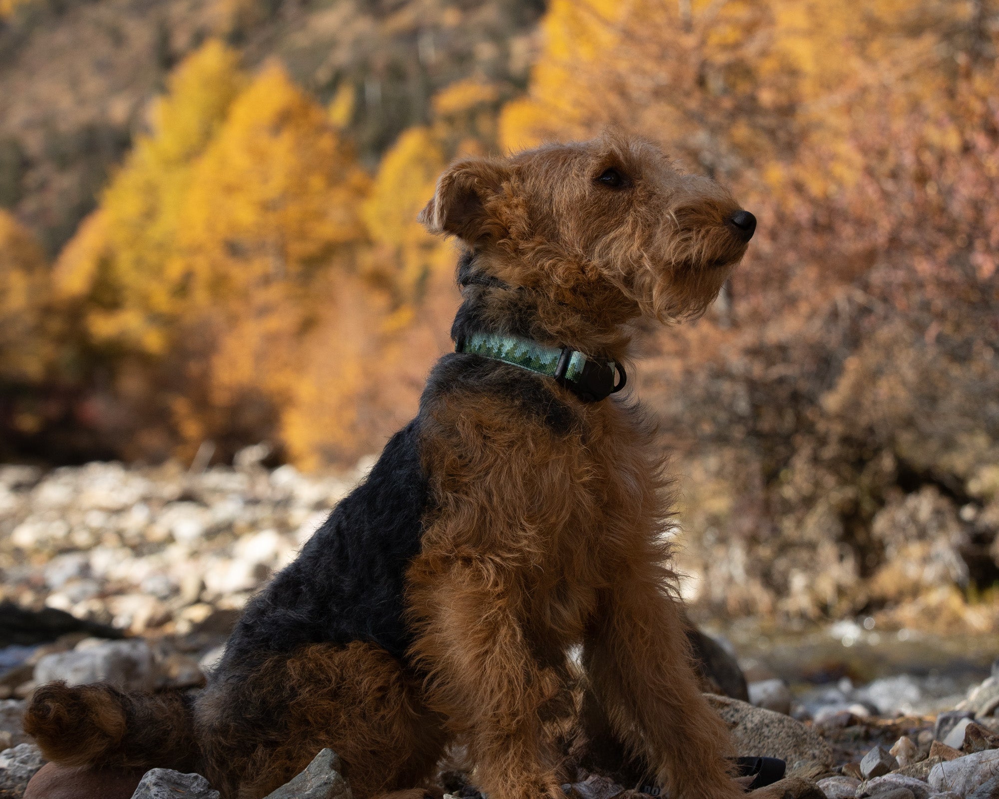 A welsh terrier wearing a forest mist patterned collar sitting on a rock in a forest with trees and foliage in the background