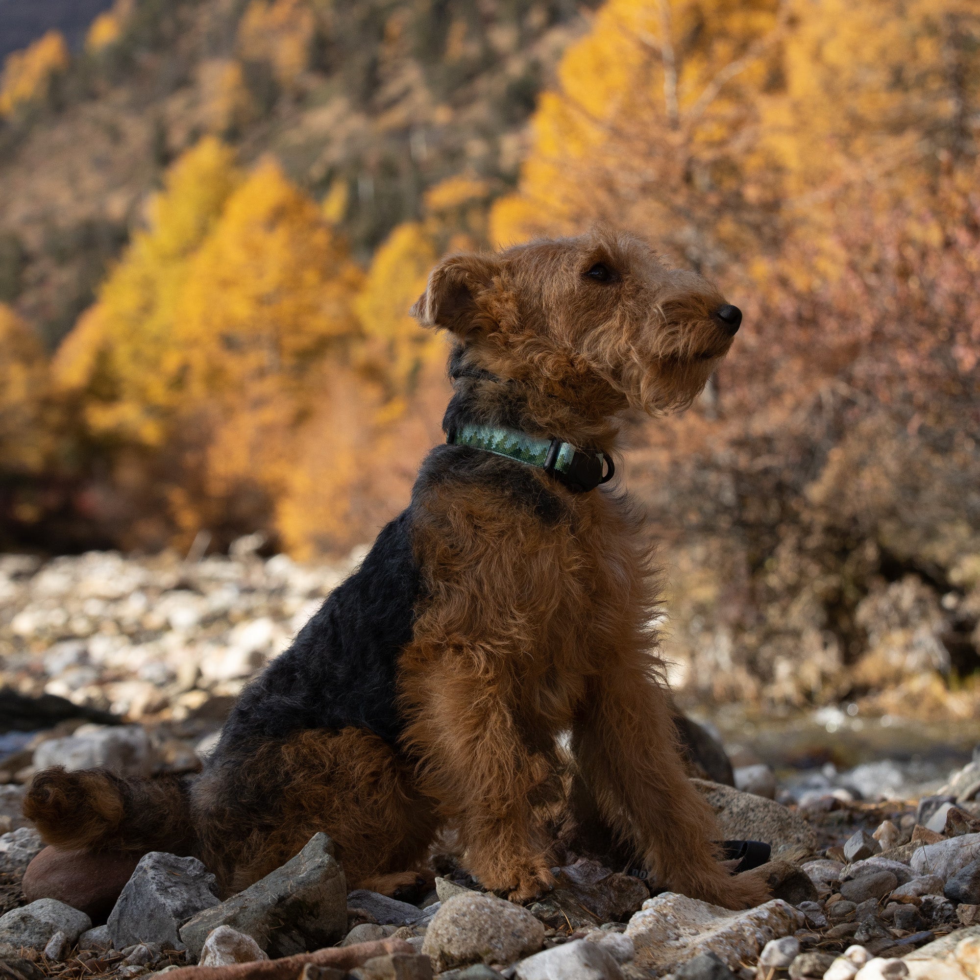 A welsh terrier wearing a forest mist patterned collar sitting on a rock in a forest with trees and foliage in the background