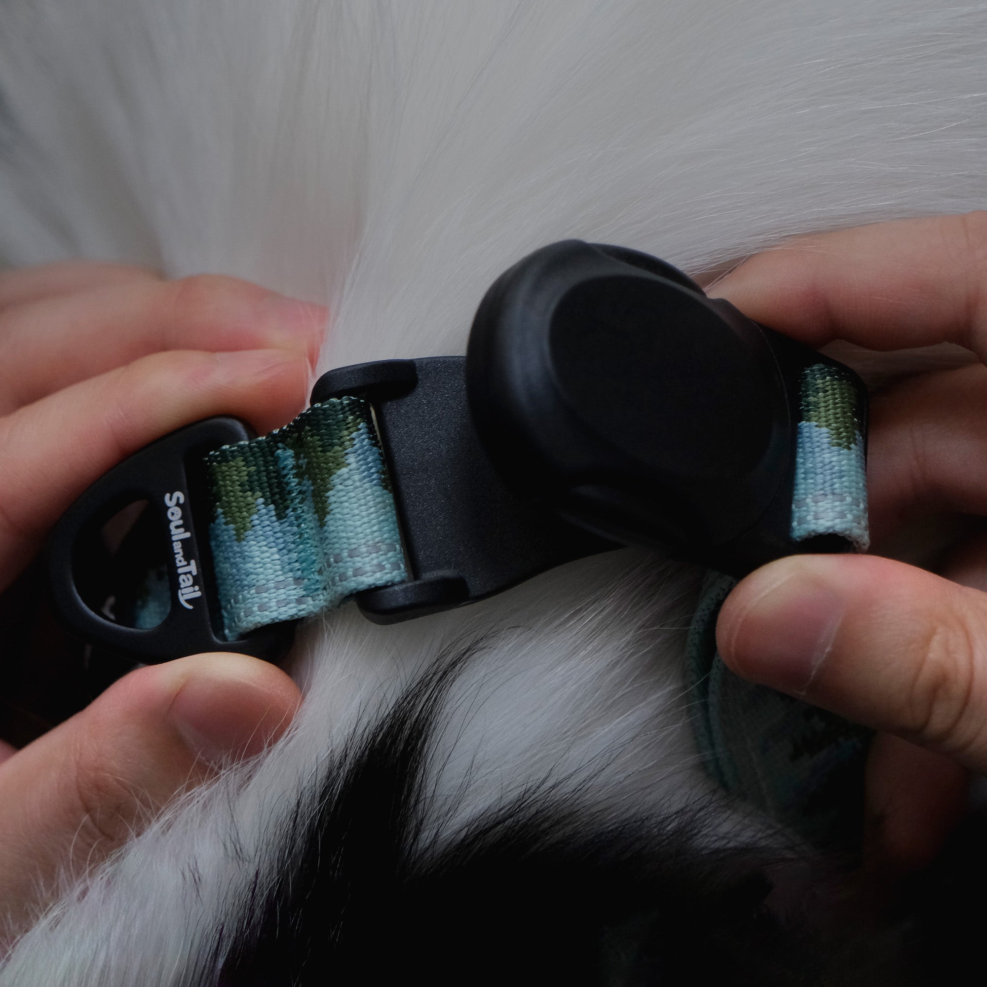 A pair of hands snapping a black magnetic buckle on a dog collar with a visible brand logo on white dog fur background