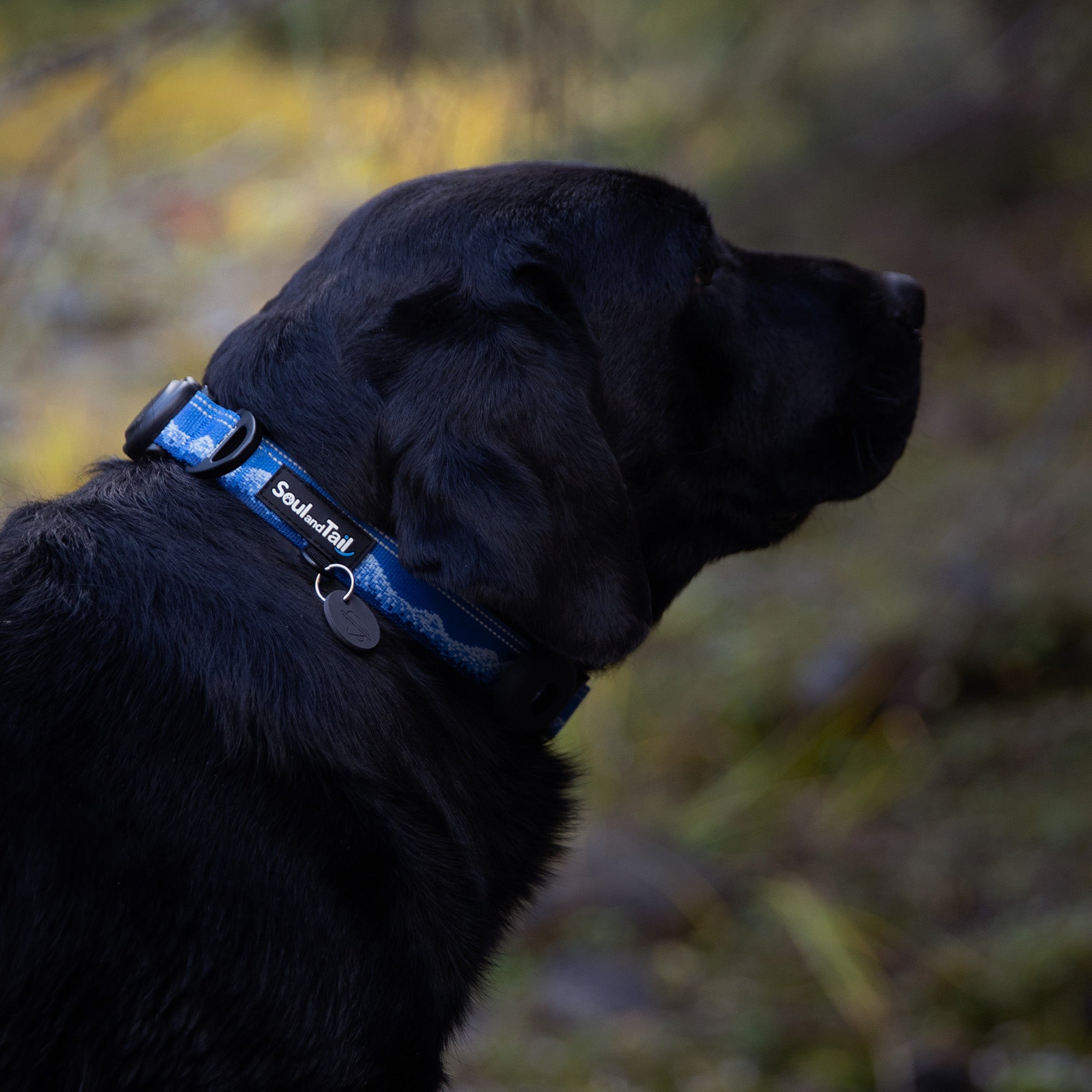 Black dog wearing a blue forsted peaks patterned collar with a blurred natural background