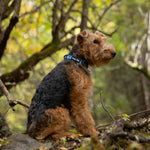 A welsh terrier wearing a frosted peak patterned blue dog collar sitting on a rock in a forest with trees and foliage in the background