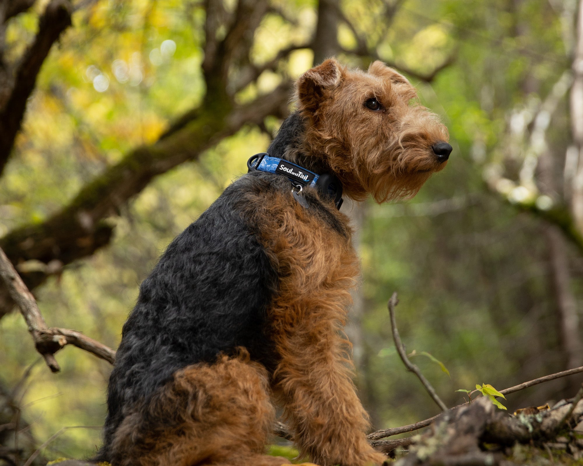 A welsh terrier wearing a frosted peak patterned blue dog collar sitting on a rock in a forest with trees and foliage in the background