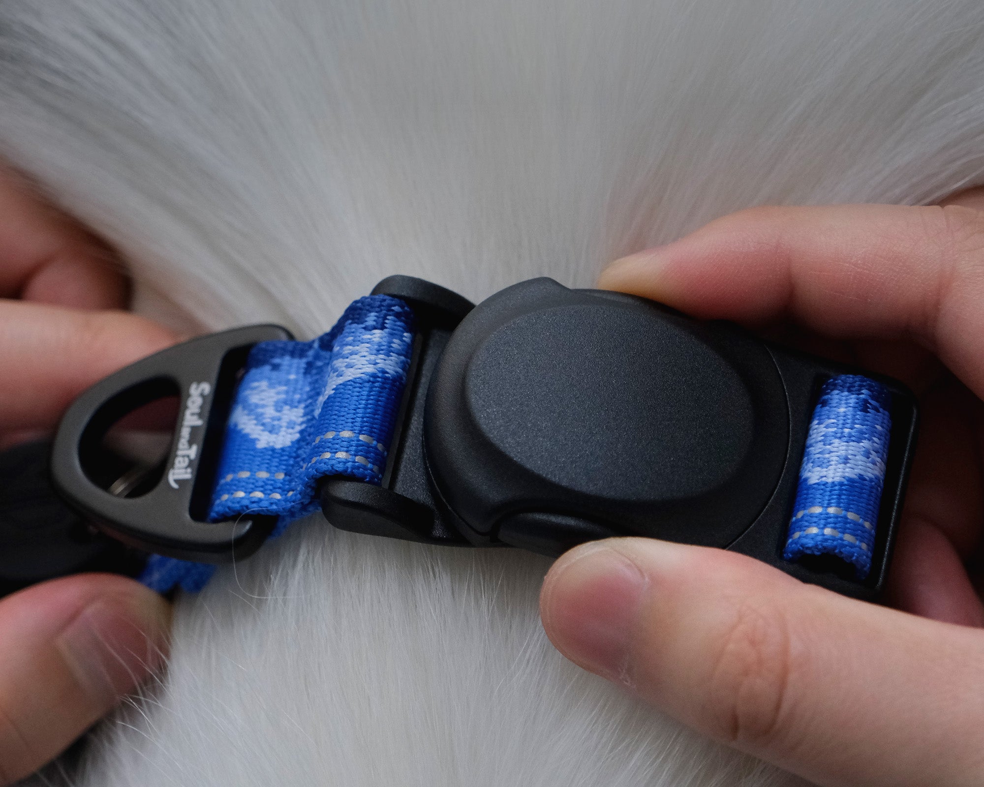 A pair of hands adjusting a blue and black dog collar on a white dog, pressing on the sides of a black magnetic buckle