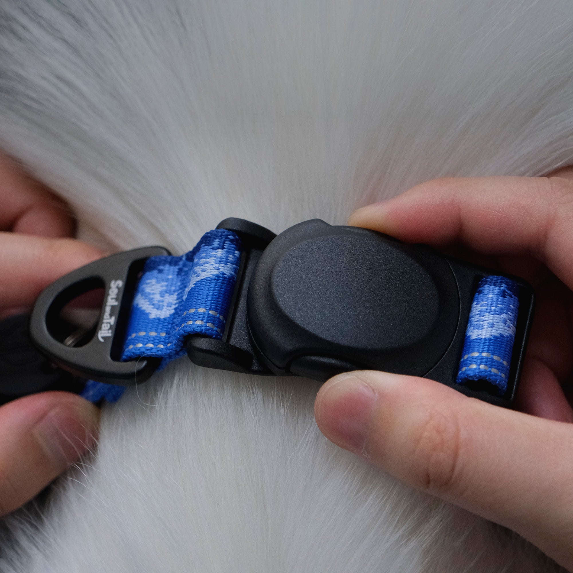 A pair of hands adjusting a blue and black dog collar on a white dog, pressing on the sides of a black magnetic buckle