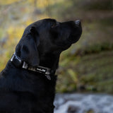 Black dog wearing a gray collar with a blurred natural background
