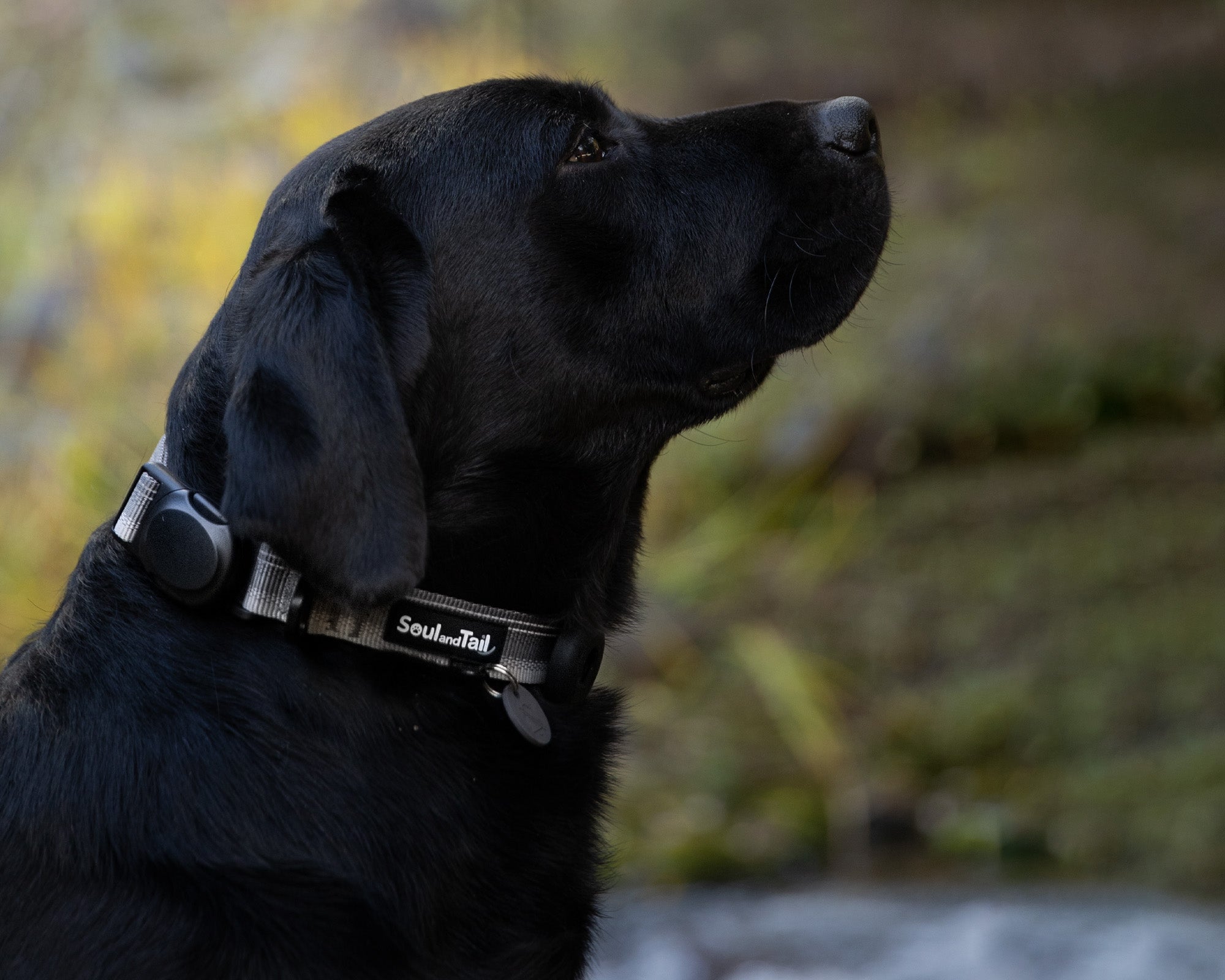 Black dog wearing a gray collar with a blurred natural background