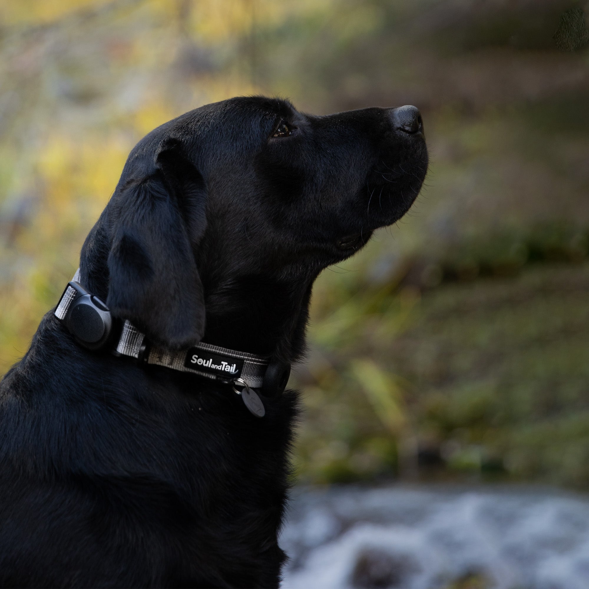 Black dog wearing a gray collar with a blurred natural background