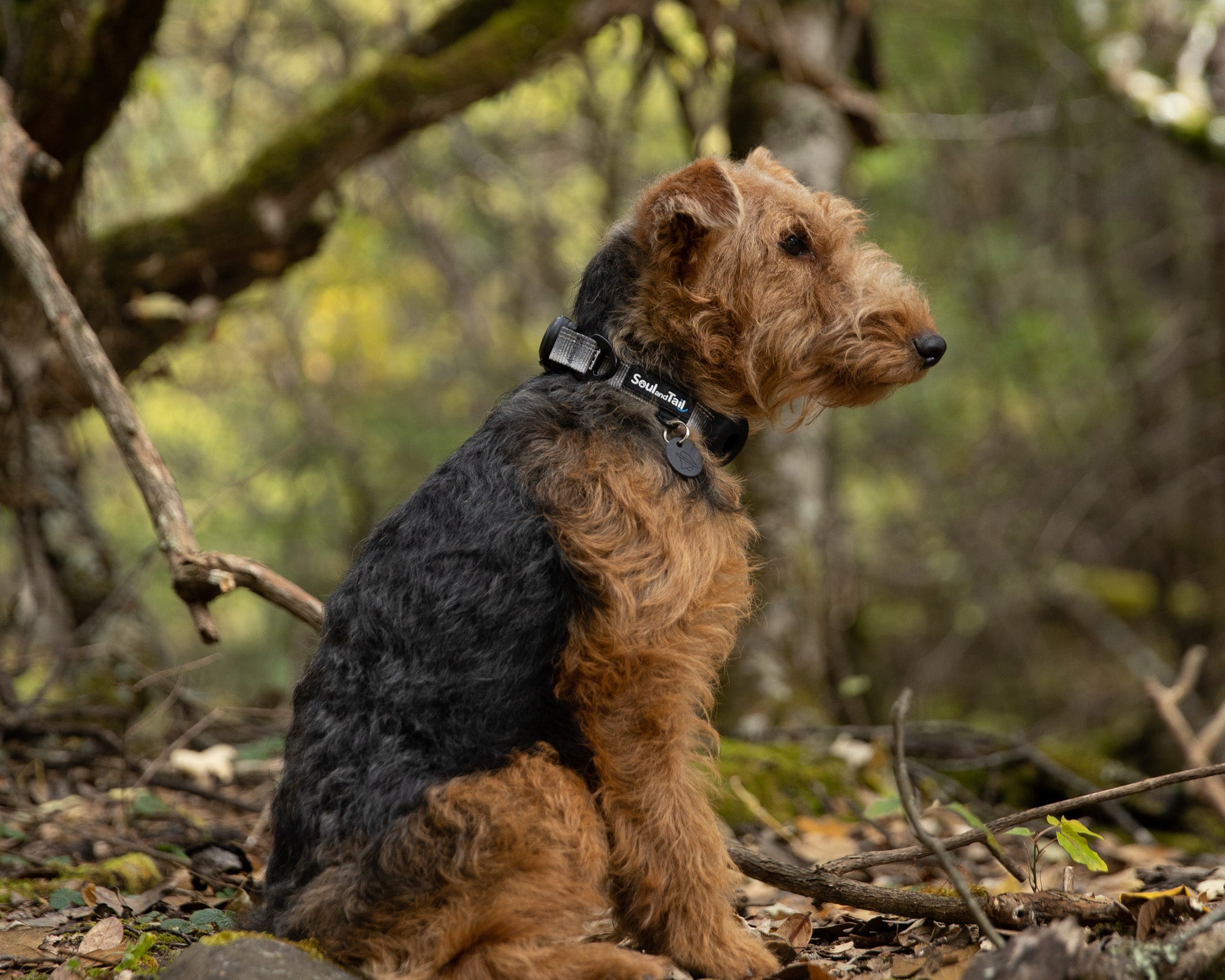 A welsh terrier wearing a gray collar sitting on a rock in a forest with trees and foliage in the background